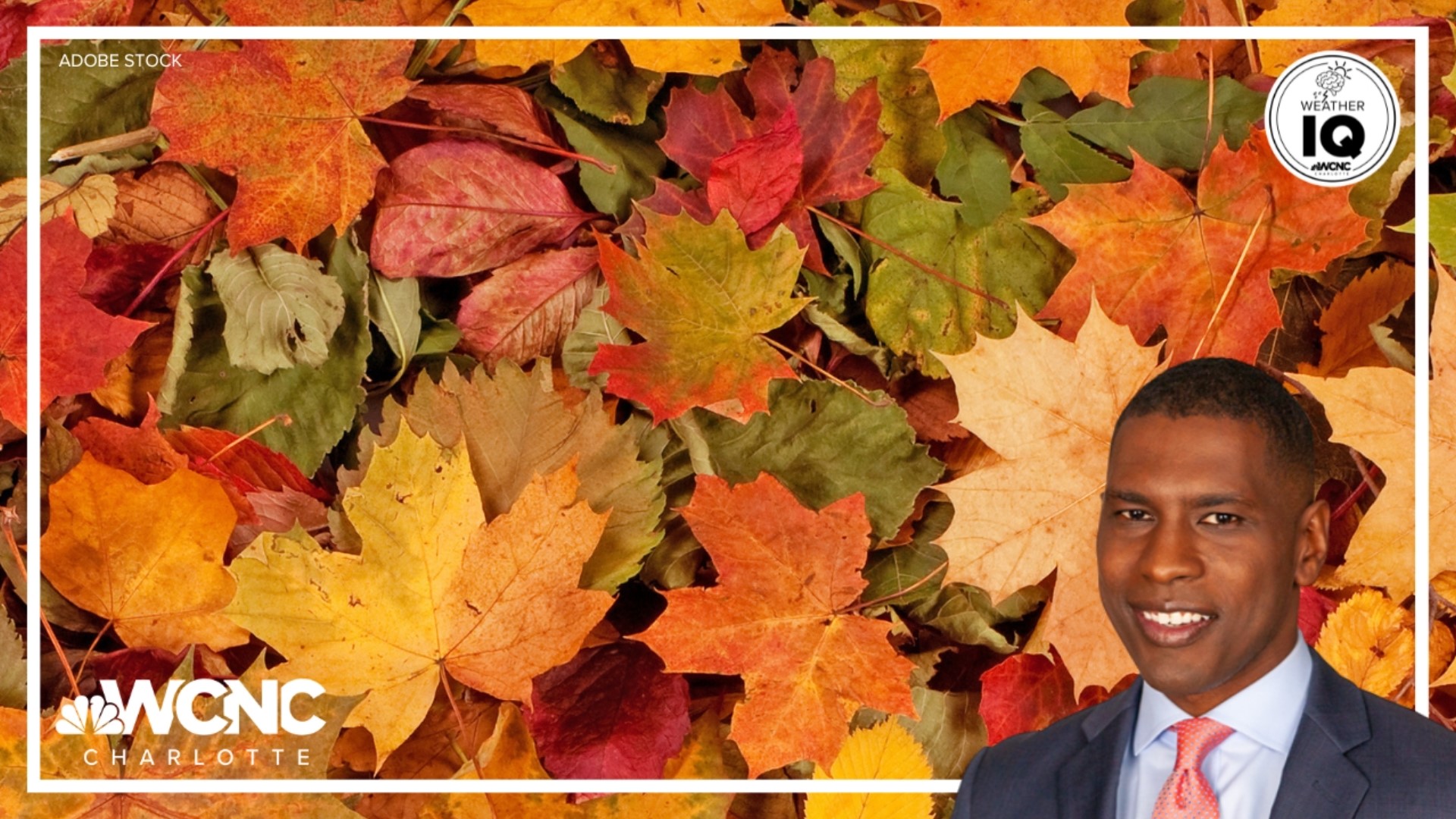 Weather patterns can brighten or dampen fall colors but it is something inside the leaf that determines the coloring.