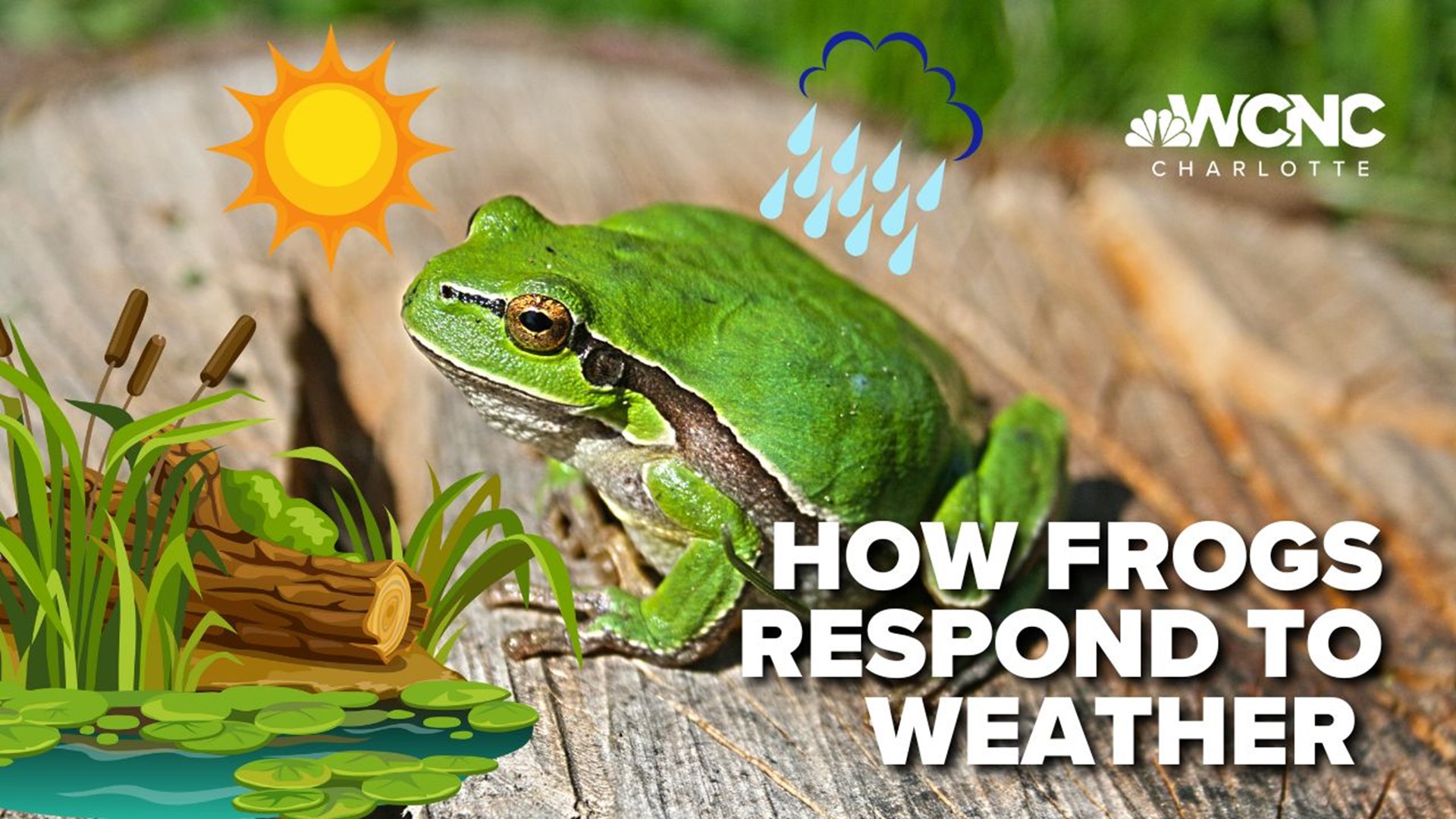 As temperatures warm up, expect to see more frogs leaping around. A closer look shows how under the right conditions, they can help with mosquitos near your home.