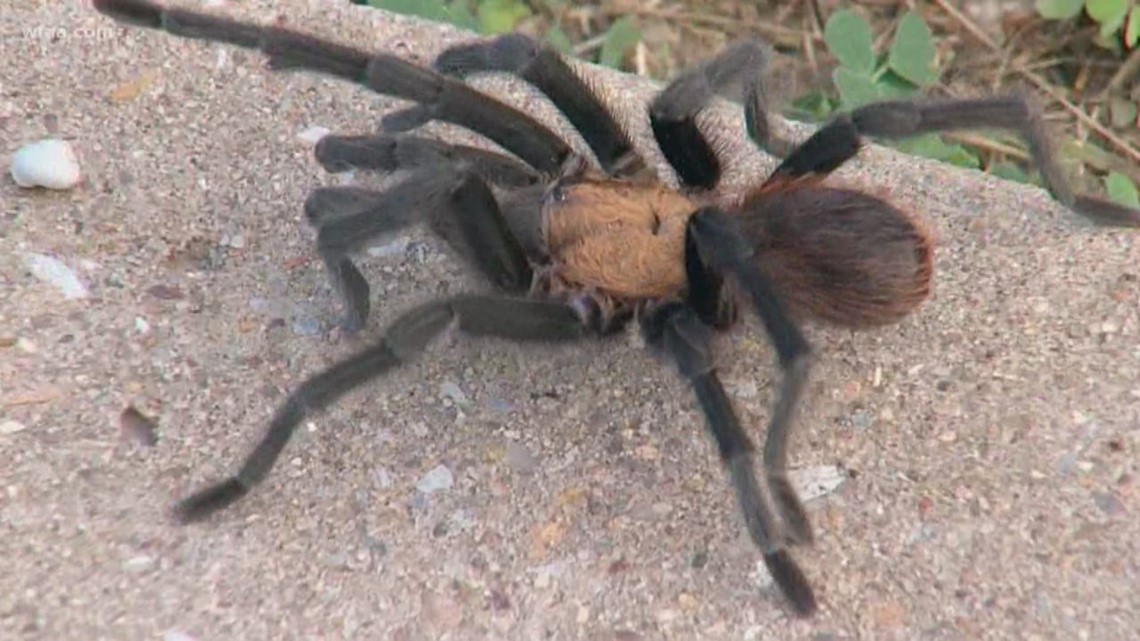 Texas brown tarantulas crawling across Dallas area | wfmynews2.com