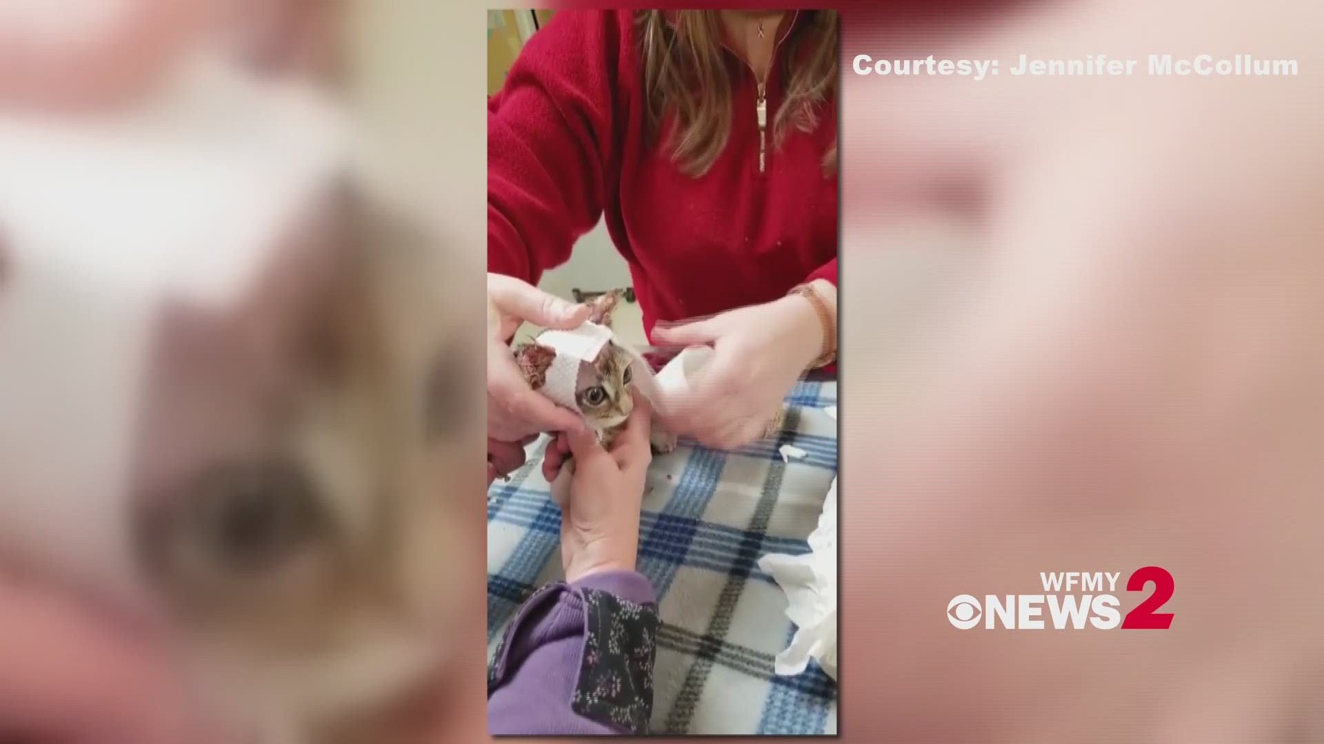 Shochu the kitten is recovering from severe chemical burns covering a third of his body.