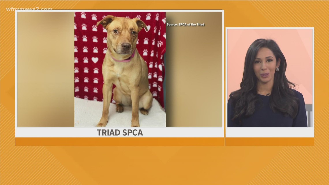 Spca of the triad dogs store for adoption