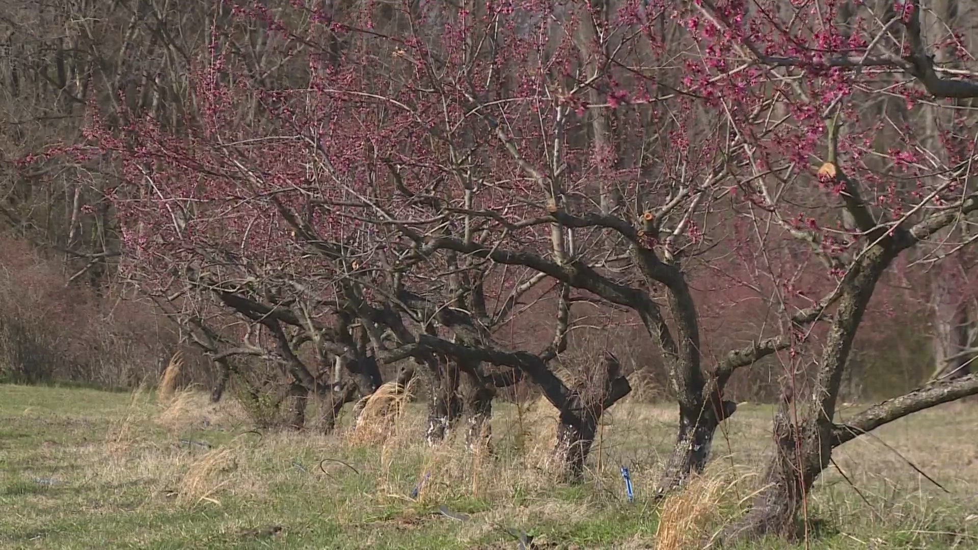 Buttermilk Creek Farm’s peach trees bloomed early because of a warm February. Winter air could kill all of the crops that are ahead of schedule.