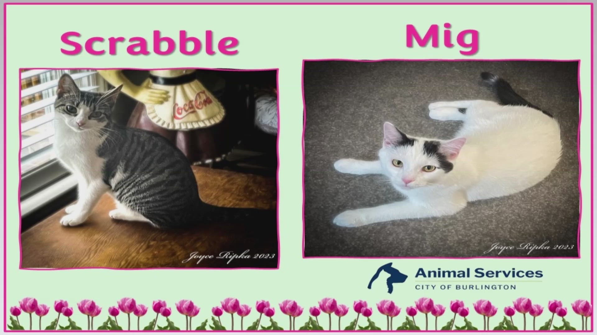 Let’s get Scrabble and Mig adopted!