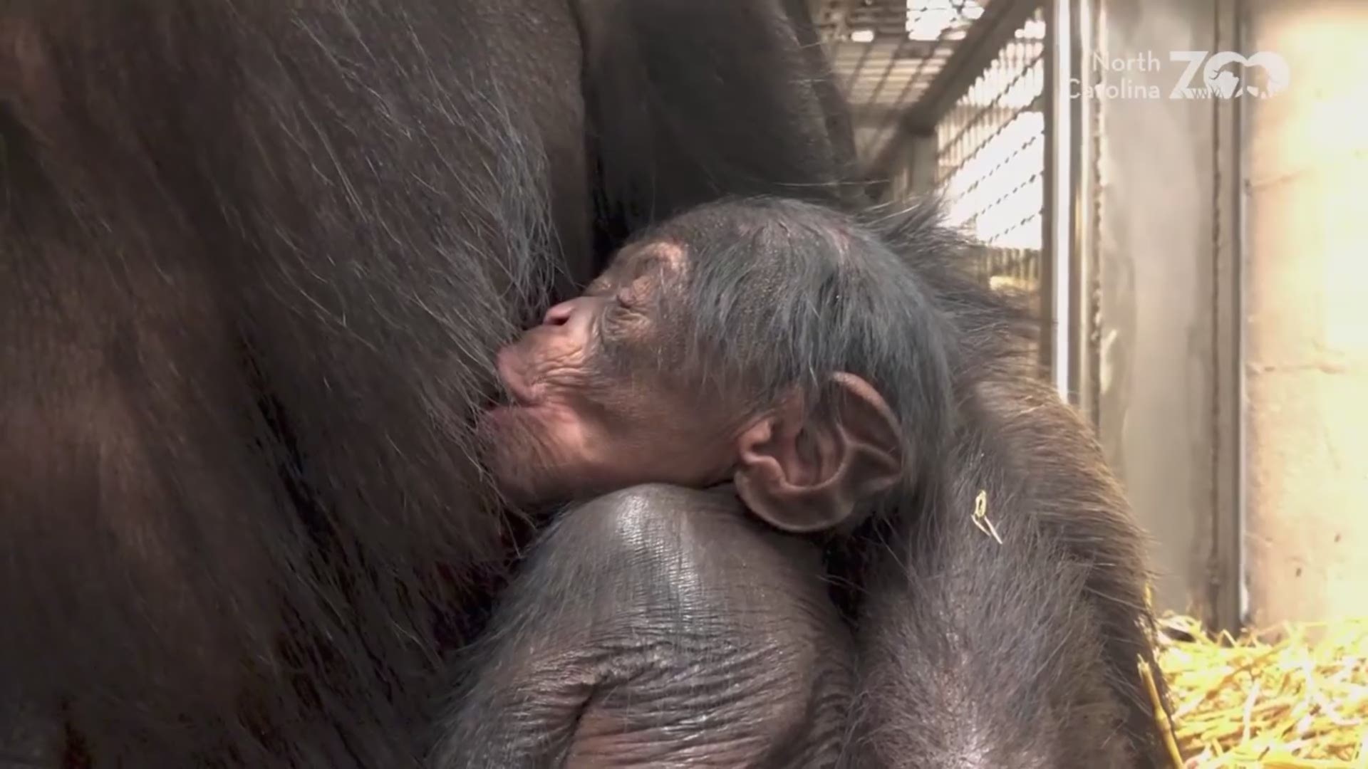 The North Carolina Zoo has welcomed a new baby chimp and she's already nursing.