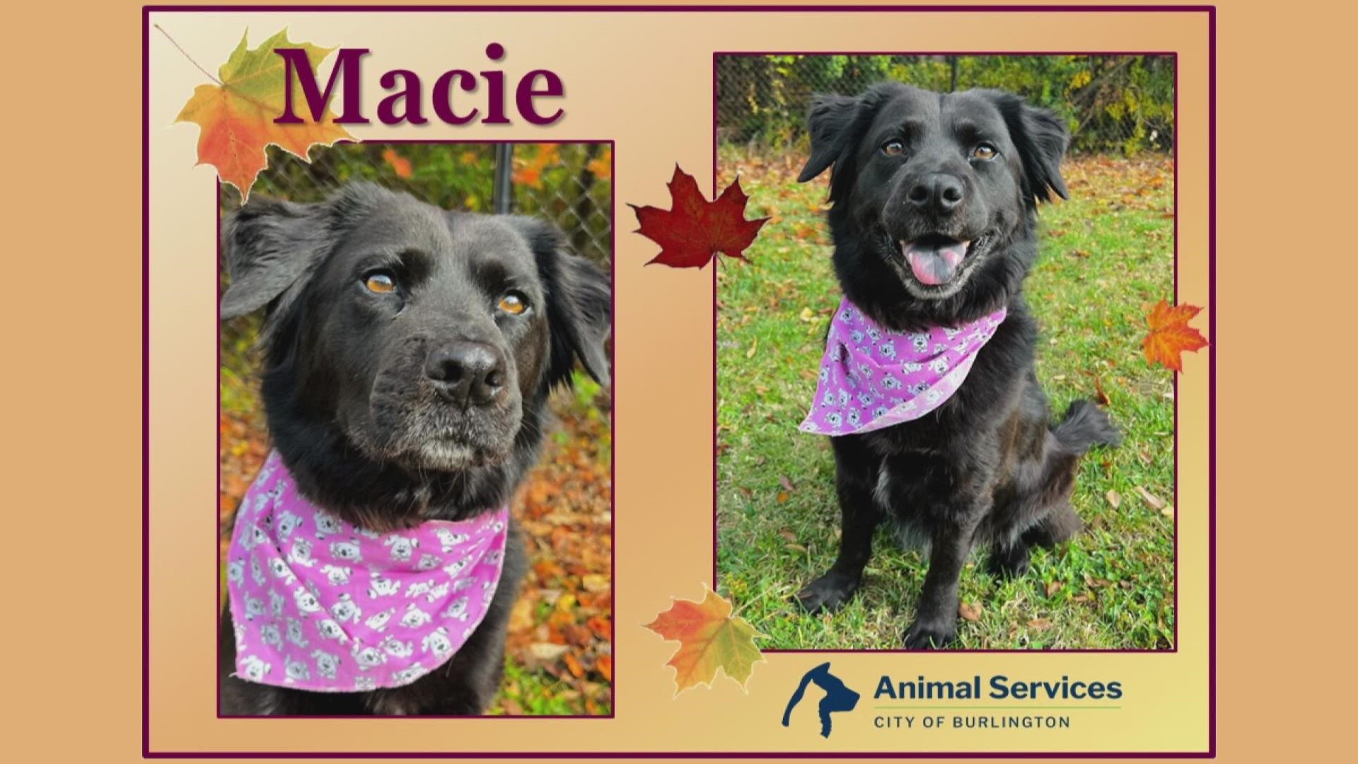 Let’s get Macie adopted!