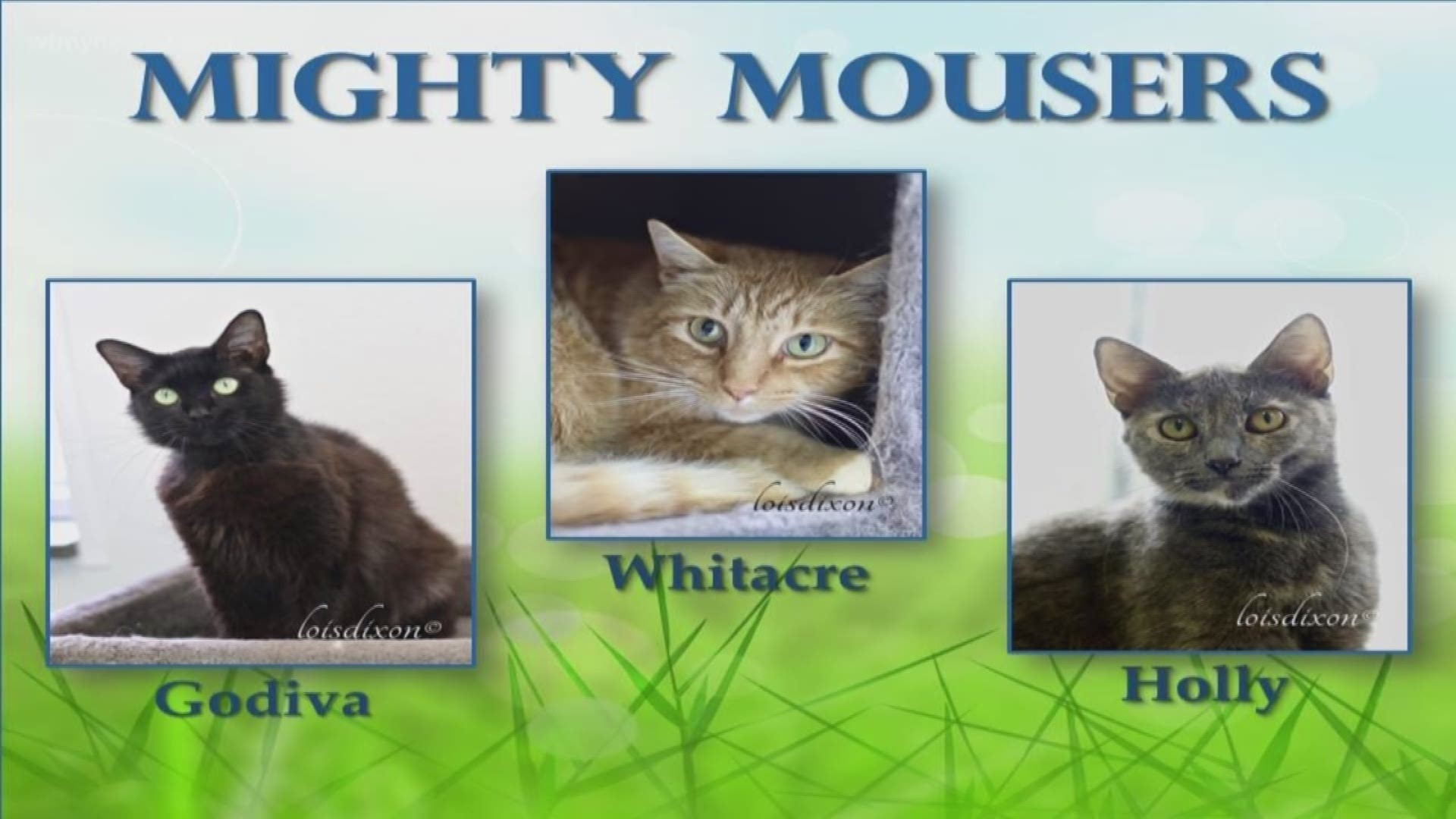 In today's 2 The Rescue segment, we want you to meet the Mighty Mousers. They are at Burlington Animal Services waiting for you.