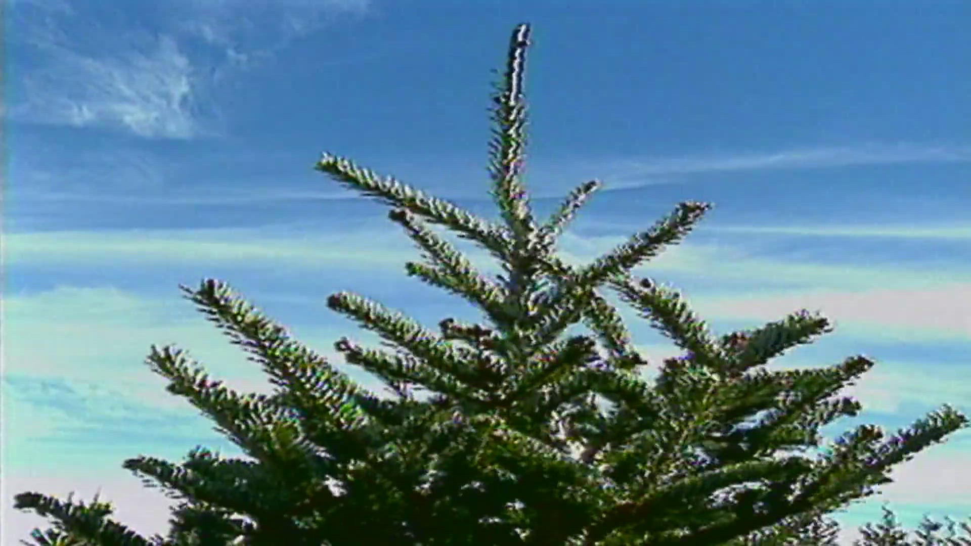 In 1994, we visited Doug Clark Nursery, where more than a million trees would be shipped out.