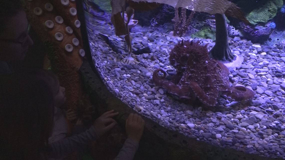 'Sneaky And Curious' Young Octopus Settles Into Aquarium Exhibit At Greensboro Science Center