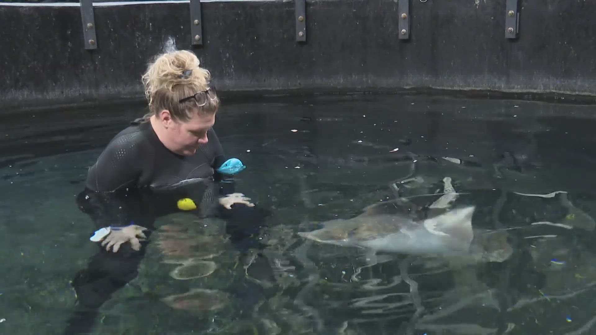 A look behind the scenes with zookeepers in the aquarium at the Greensboro Science Center.