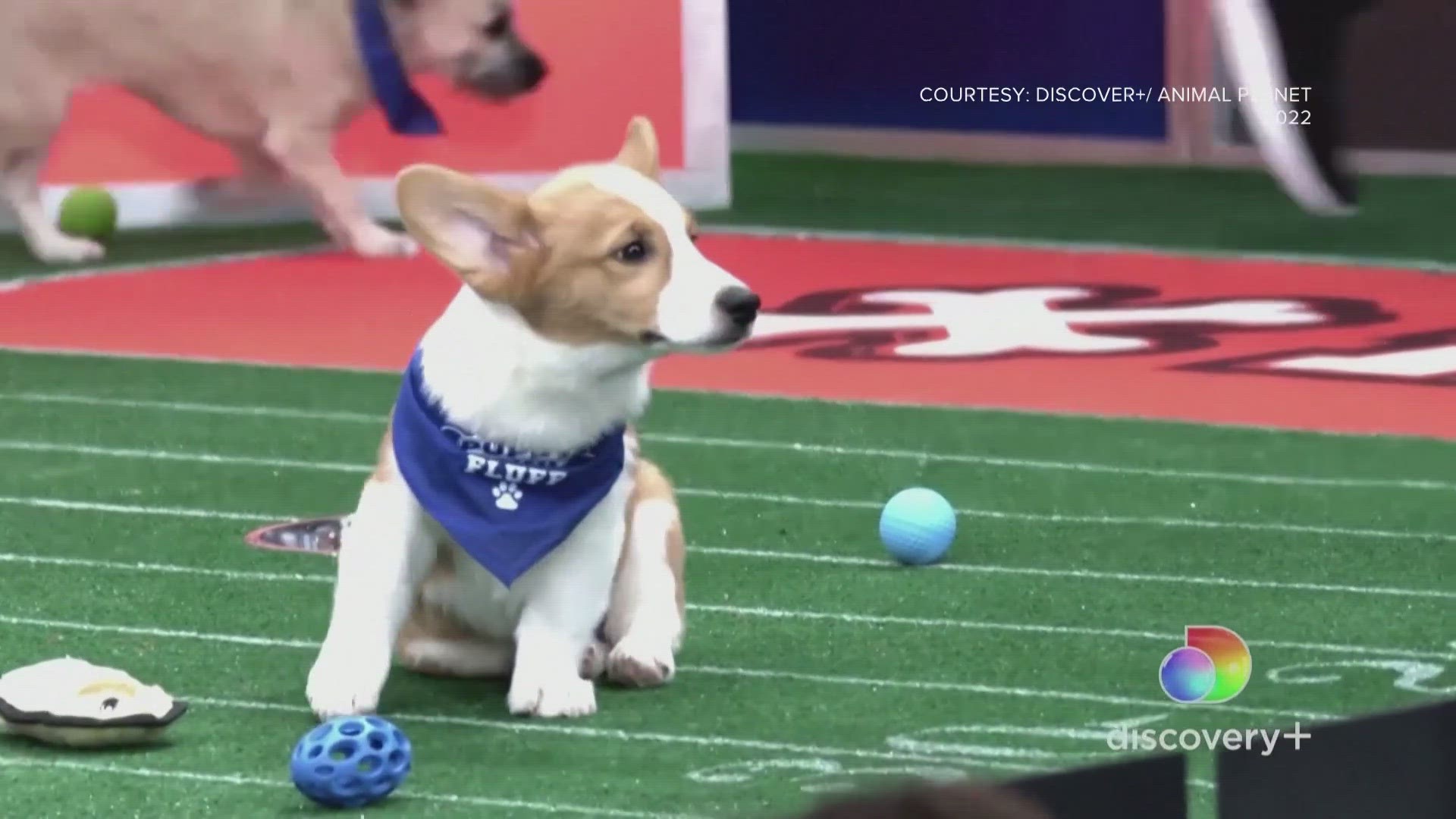 Every year before the NFL Super Bowl there's a puppy bowl featuring dogs from all across the country.