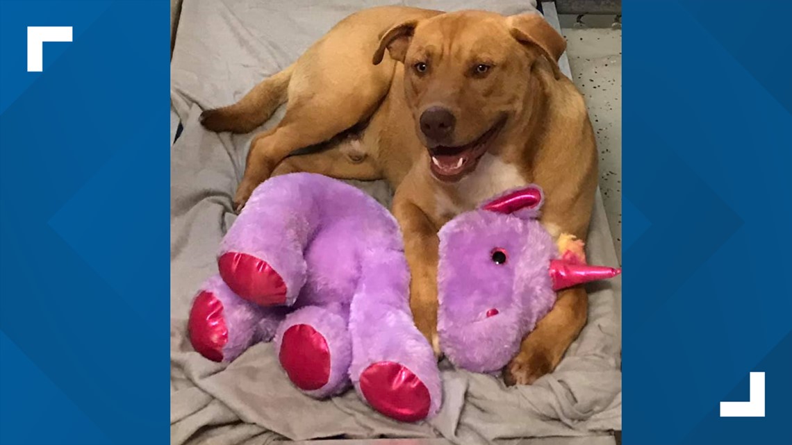 Shelter Dog Named 'Jake From State Farm' Gets Adopted