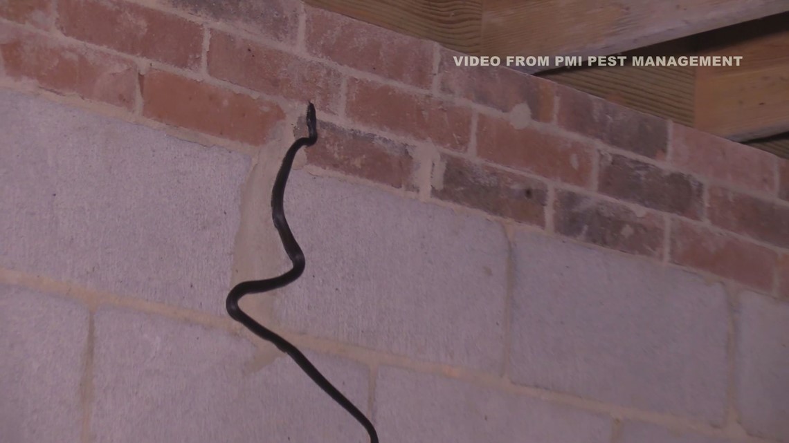Snakes Alive It S Hot And Here Comes Our Slithery Creepy Friends Wfmynews2 Com