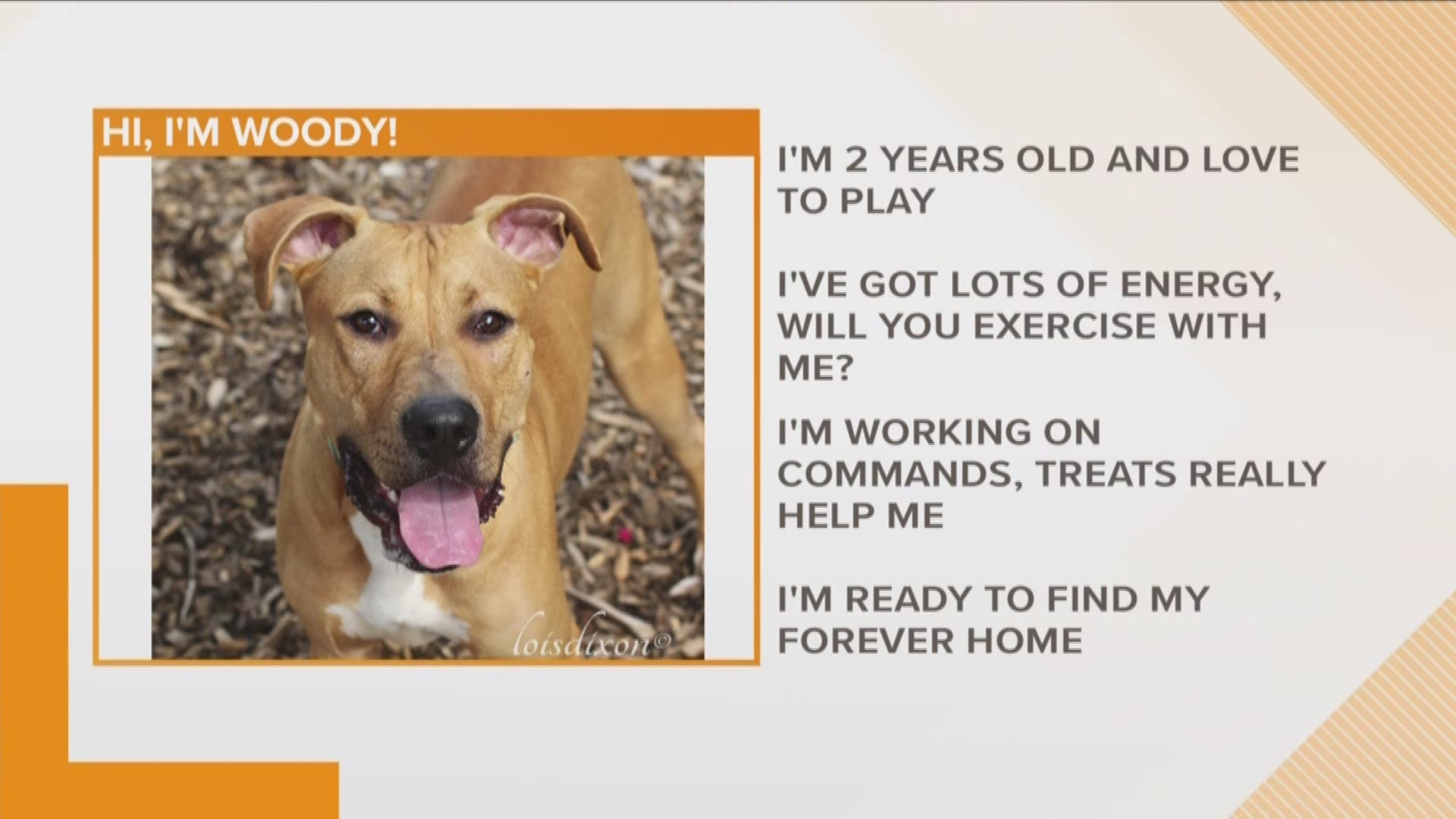 Woody the dog is looking or a fun-loving home!  You can come check him out Burlington Animal Services.