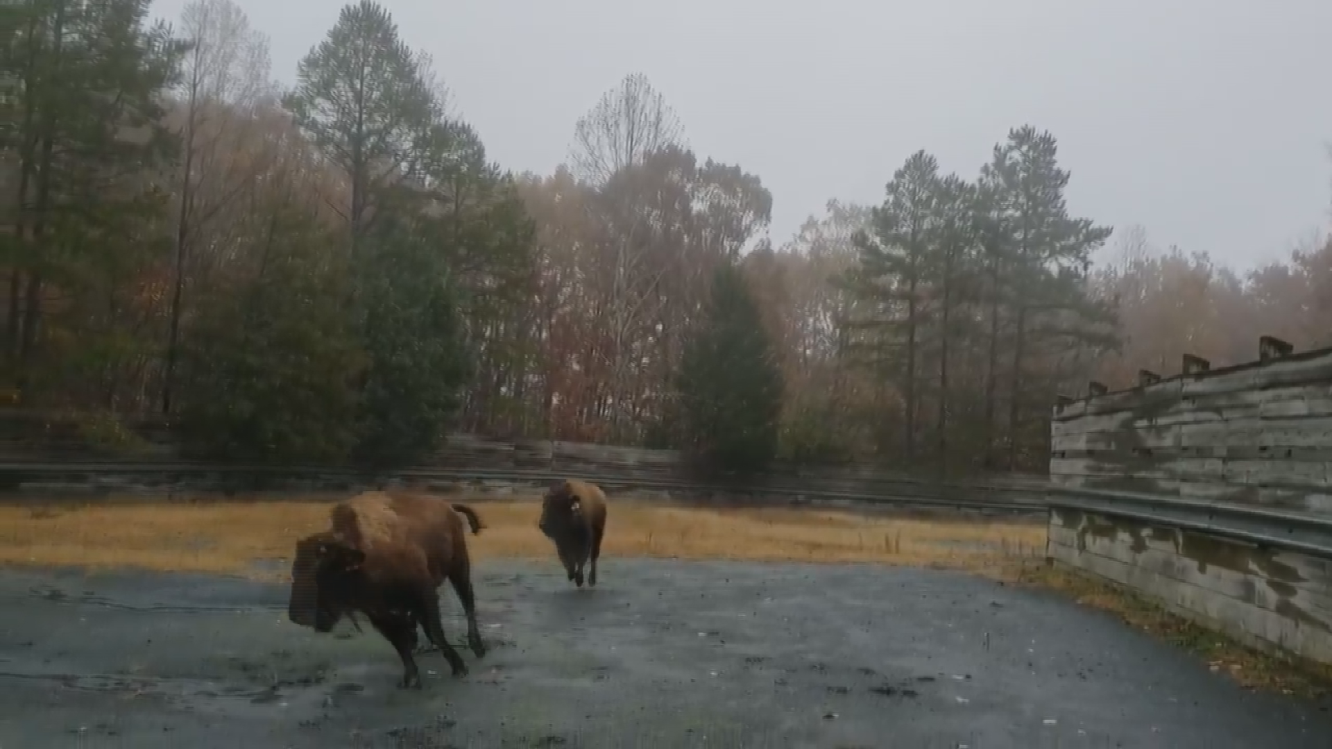 Bison girls, Wiley and Annie, are loving the rain! The NC Zoo says the pair came to the zoo in November from a conservation center in Ohio.