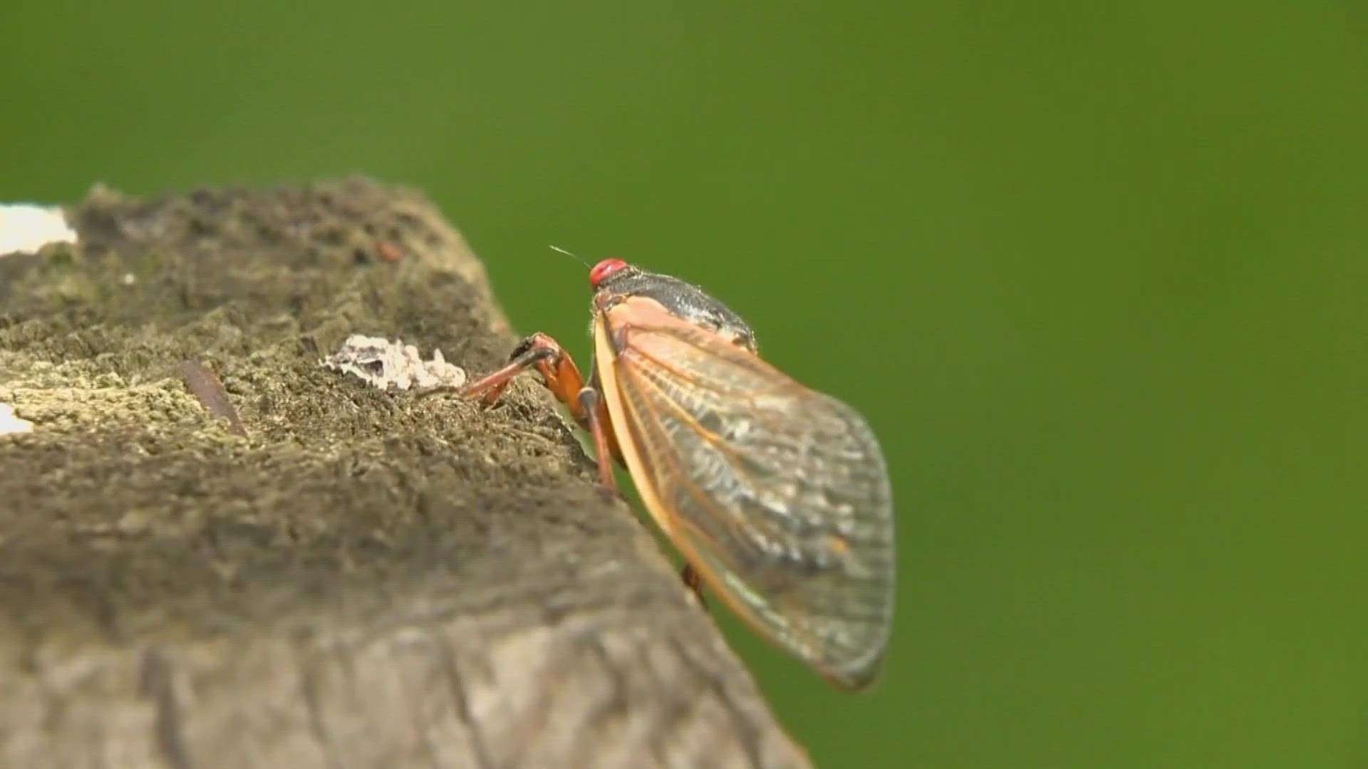 An NC State professor said the noisy bugs are harmless. You’ll soon see them in droves.