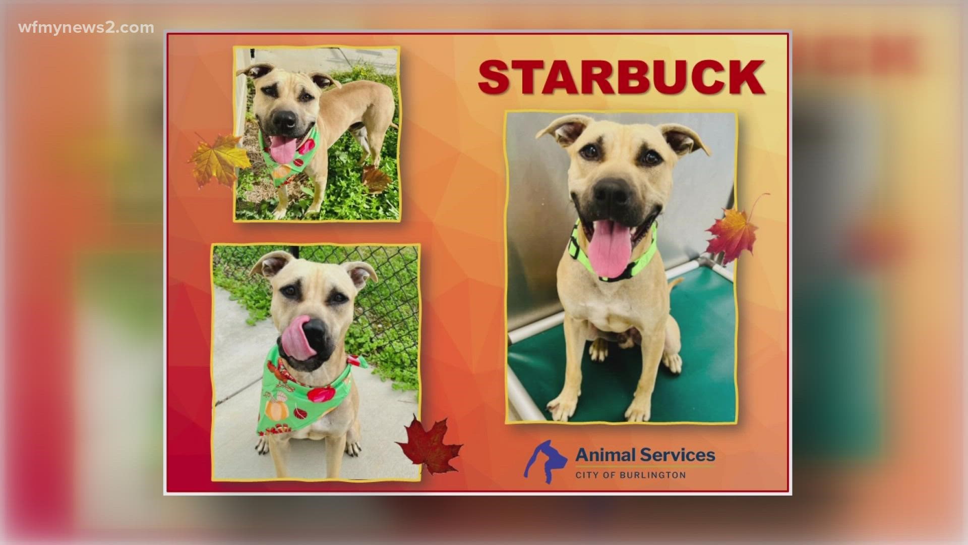 Let's get Starbuck adopted!