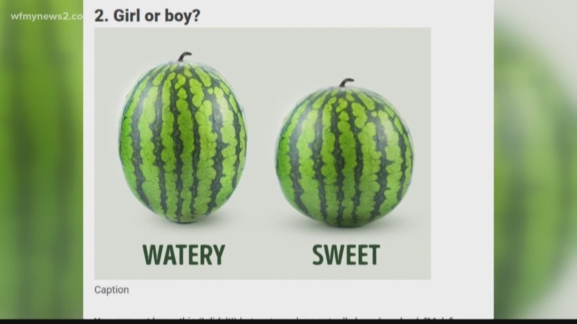 Verify: Boy vs Girl Watermelons?