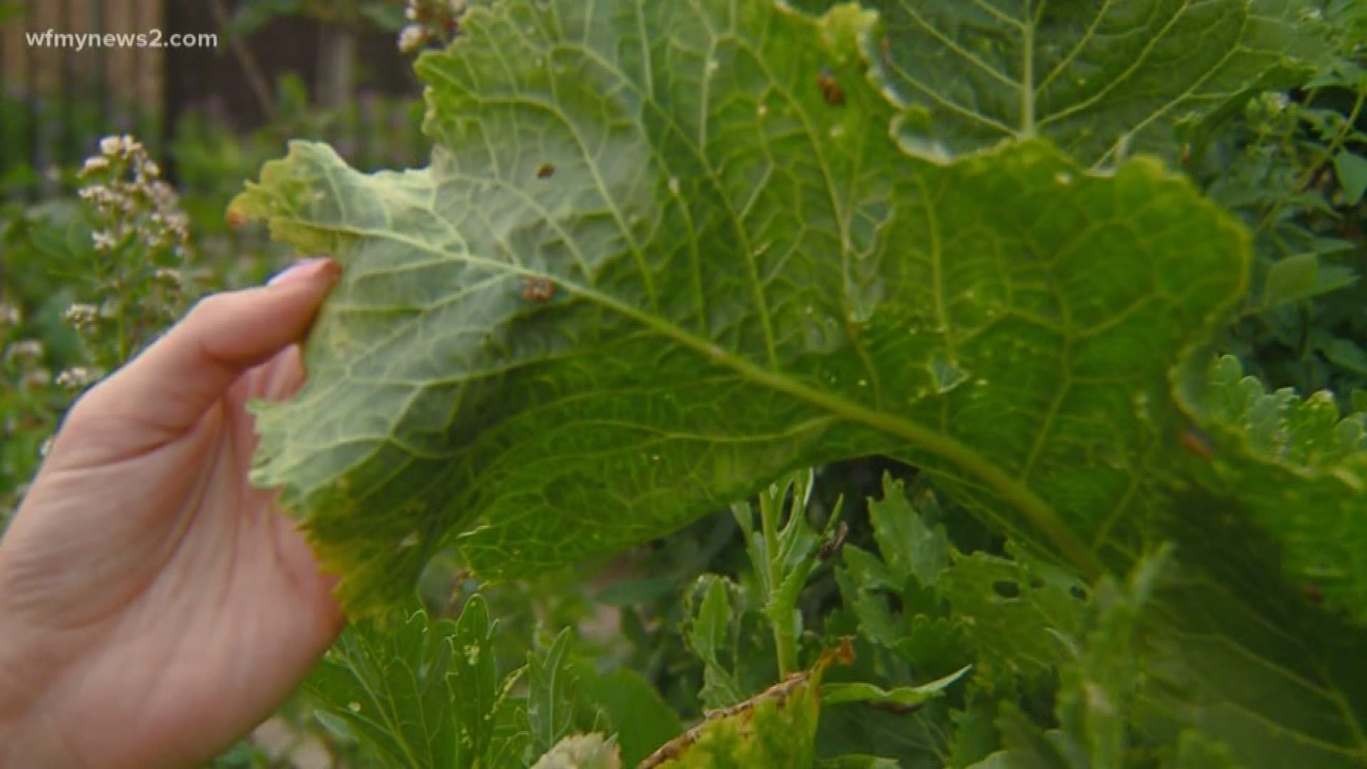 A triad home gardener wanted to know if the powder really does what it claims to do.