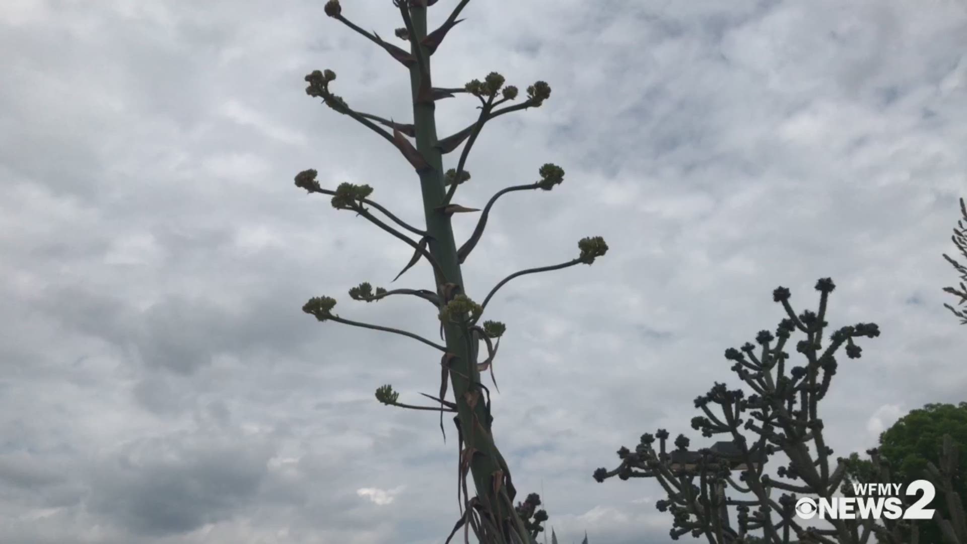 The agave plant normally only blooms every 100 years, but it took this one less than 11 in North Carolina.