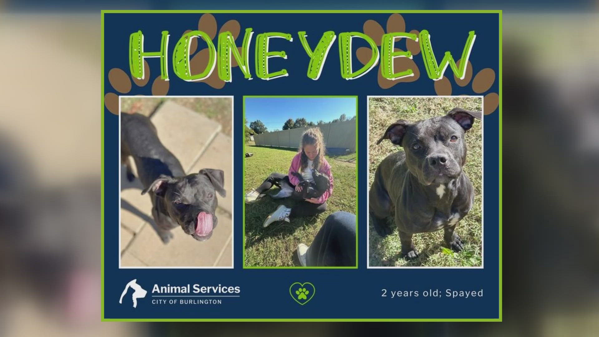 Let's get Honeydew adopted!