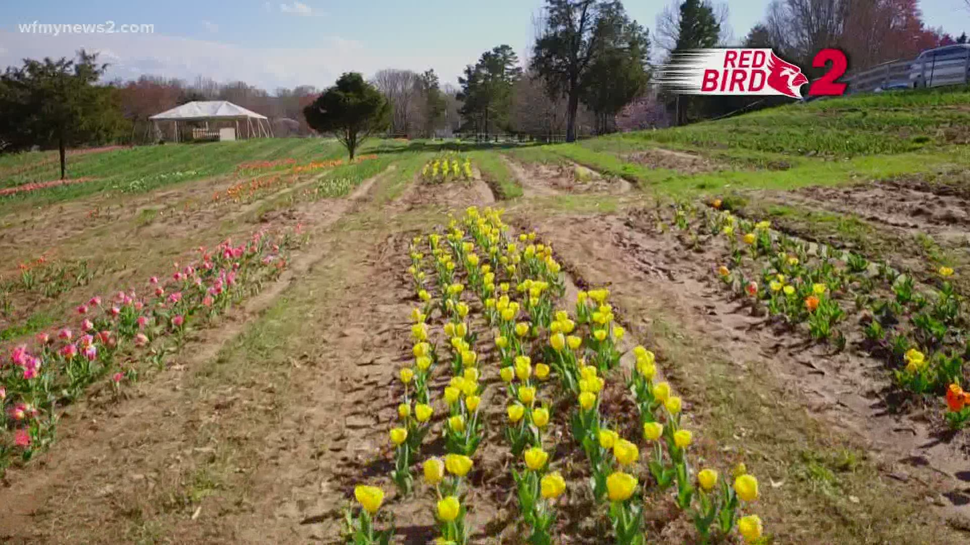 Farmers shared insight on the spring season as families picked tulips to decorate their homes.