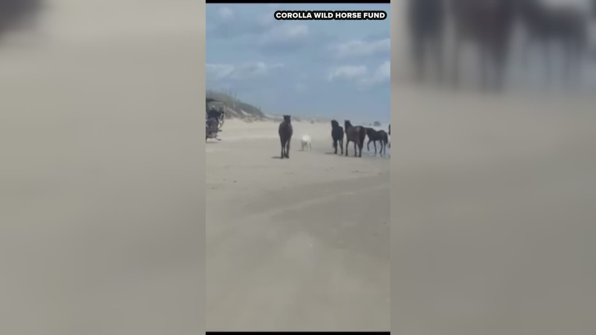 A group that keeps an eye on the wild horses on the North Carolina coast says free roaming dogs have become a threat. Meg Puckett, herd manager of the Corolla Wild Horse Fund, says tourists are leaving their pets unleashed, and those pets are chasing and even biting the horses.