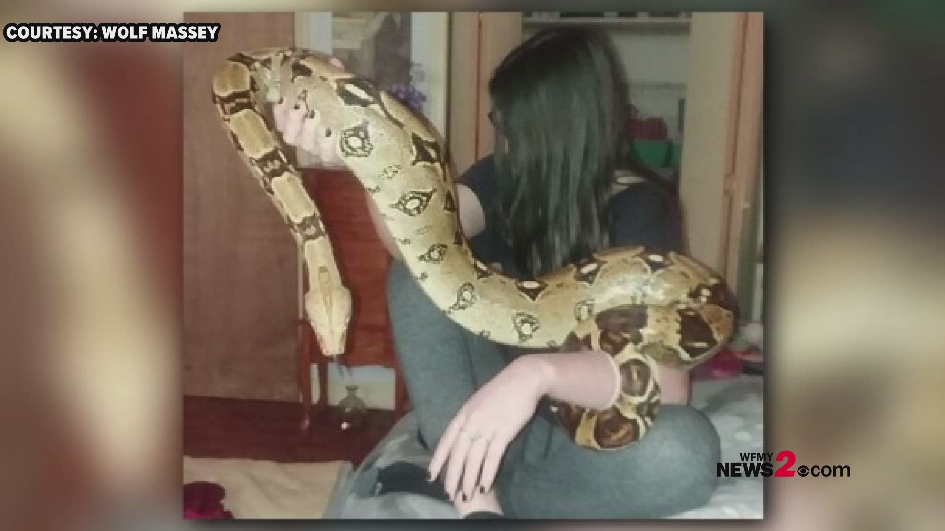 A 7-foot-long pet Boa Constrictor Imperator is missing from her enclosure at her home in Burlington.  Animal Services said you should take caution by keeping pets on a leash or under supervision when outside.