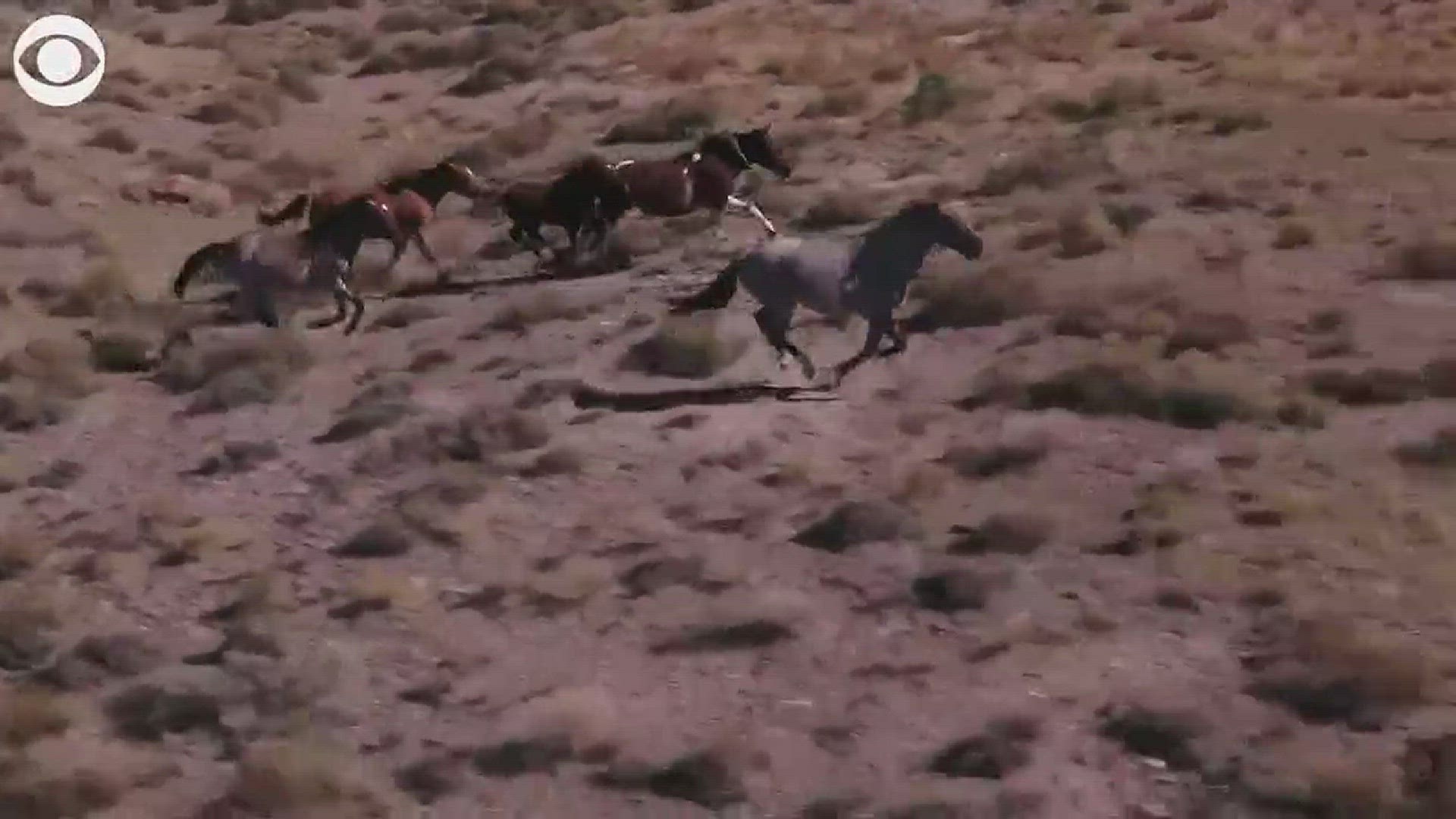 Wild Horses on the Run in the Utah Desert