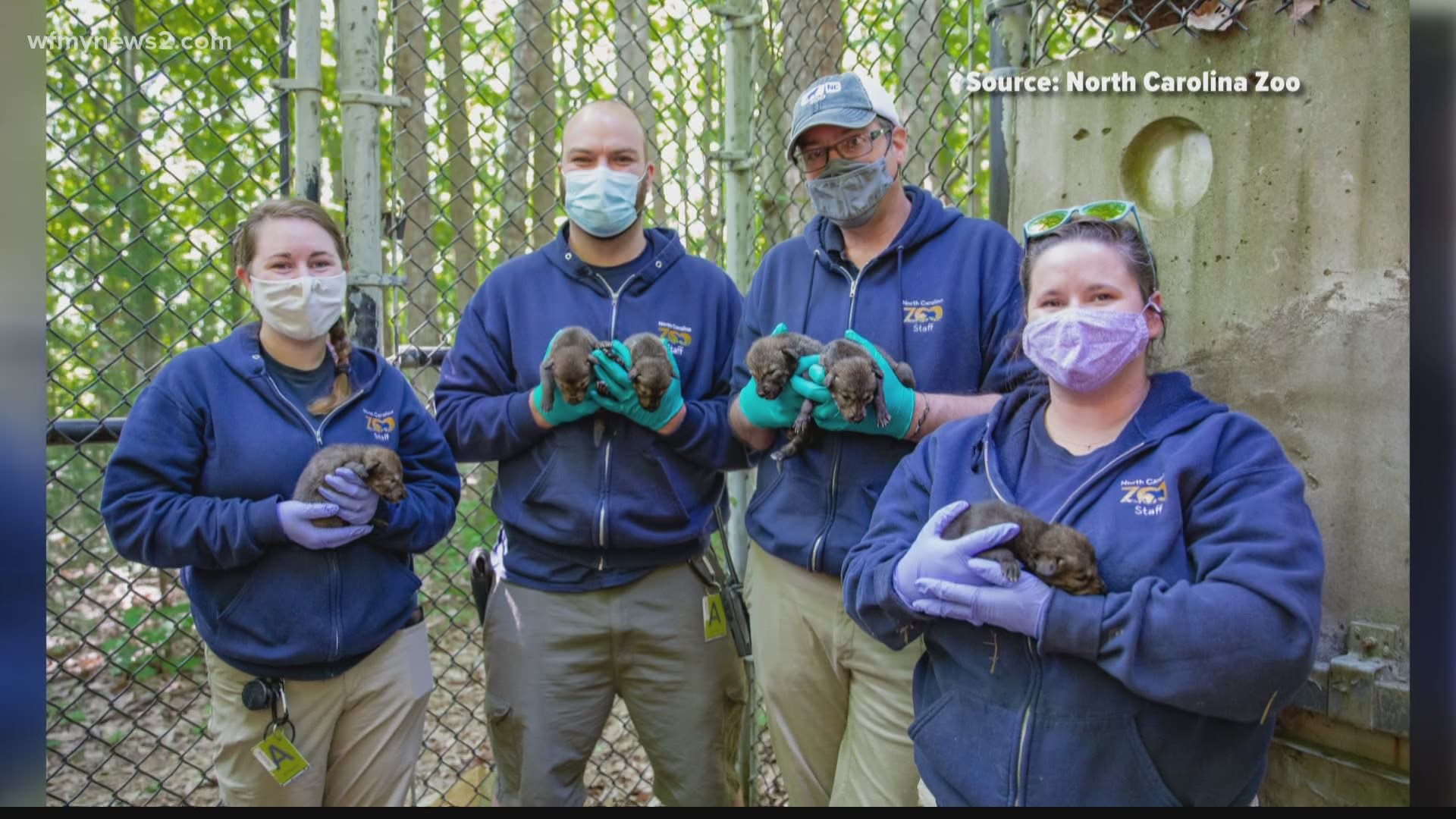 The offspring made of 12 pups were born during three days from April 28 to April 30.