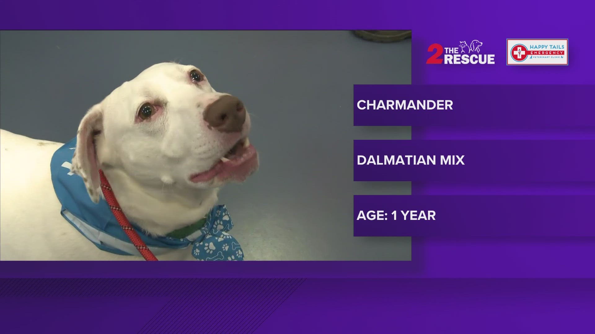 Charmander is a one-year-old Dalmatian mix who is approximately 55 pounds. His sweet nature has charmed his staff and volunteers. He is partially deaf but doesn’t mi