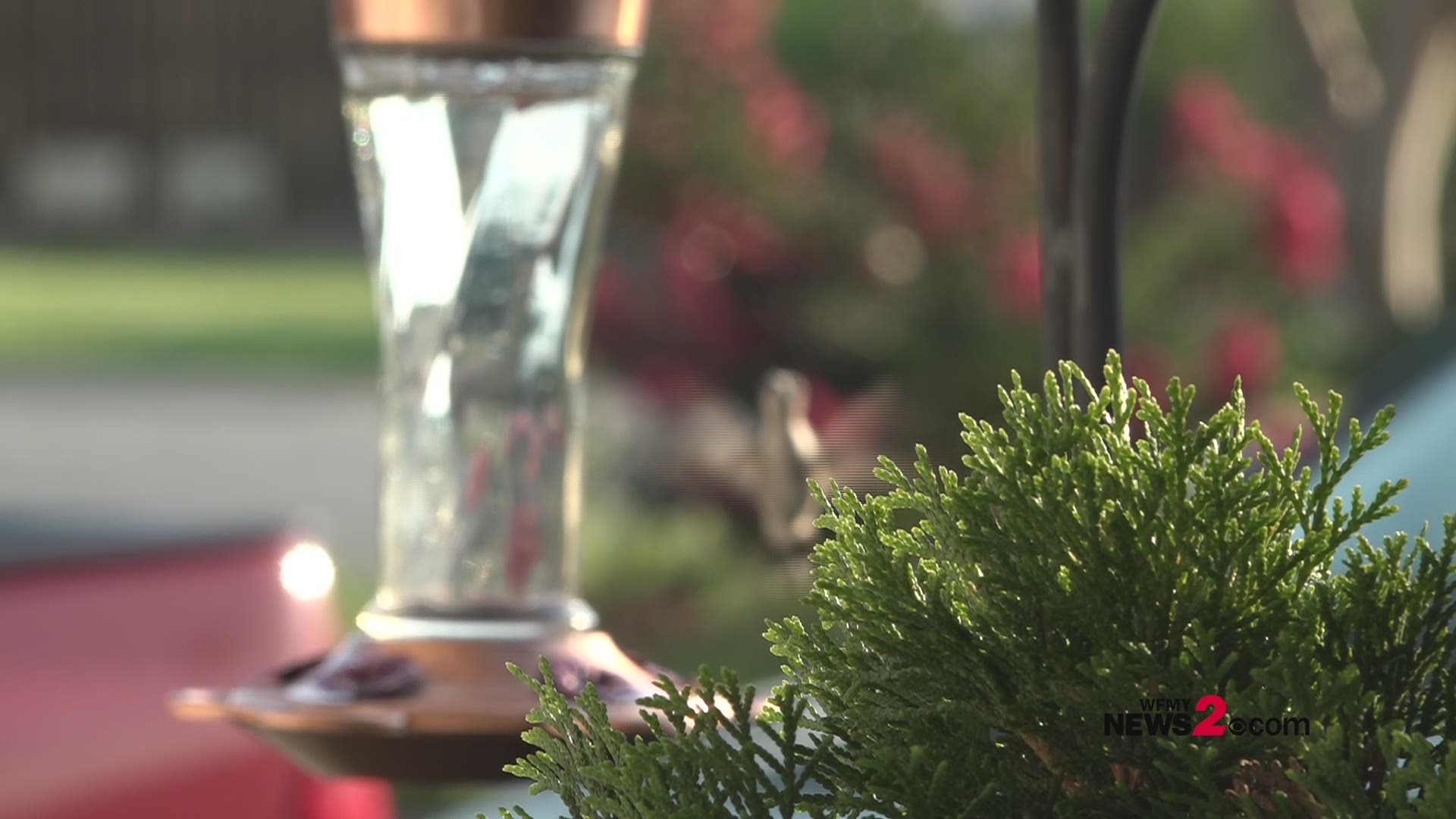 Every year hundreds of hummingbirds make a pit stop in Christian Cates' front yard.