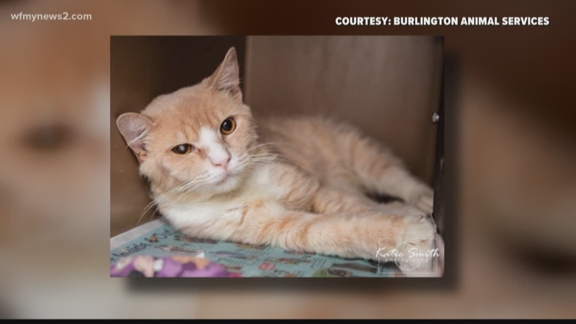 Meet Nutterbutter, a very handsome 5-year-old boy who is looking for a new permanent address to call his own! Come check him out at Burlington Animal Services.