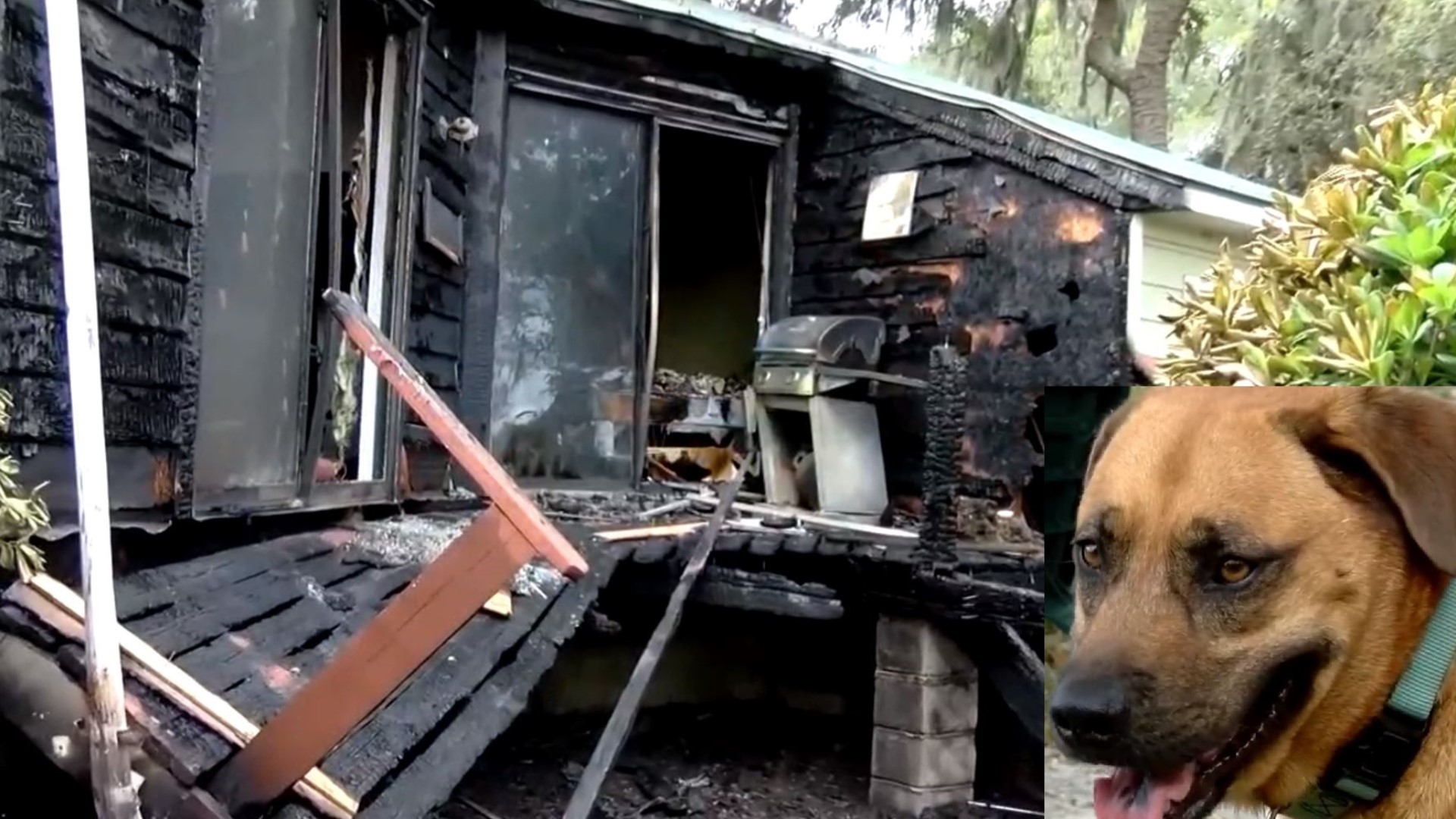 Curly the dog saves best friend from house fire in Beaufort, SC |  