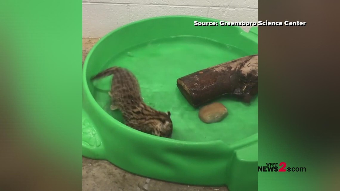 Greensboro Science Center's new fishing cat kitten Ondine and her mom, Tallulah, are having a little fun in the water!