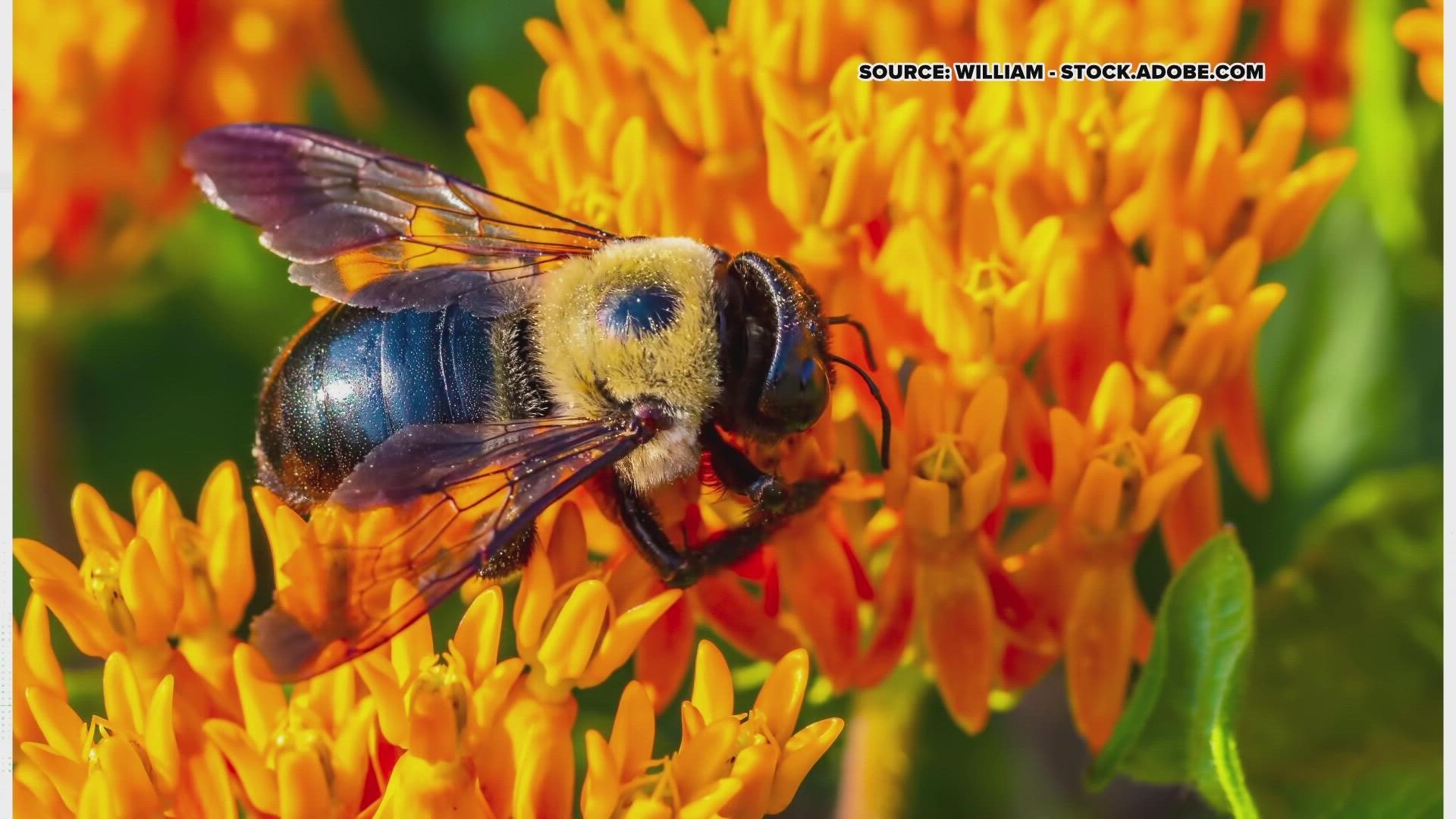 Though notorious for carving holes in decks, the Carpenter Bees are misunderstood. These pollinators are much more helpful than harmful, to our environment.