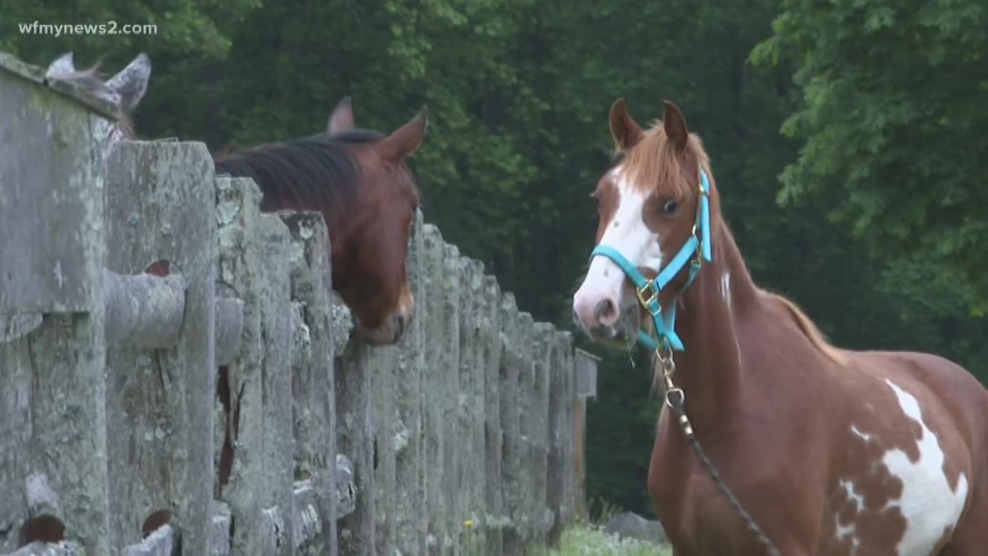 HERO Horse Rescue in Forsyth County saves and rehabilitates some of the most abused and neglected horses in North Carolina, but it desperately needs more volunteers to help operate and expand the farm.