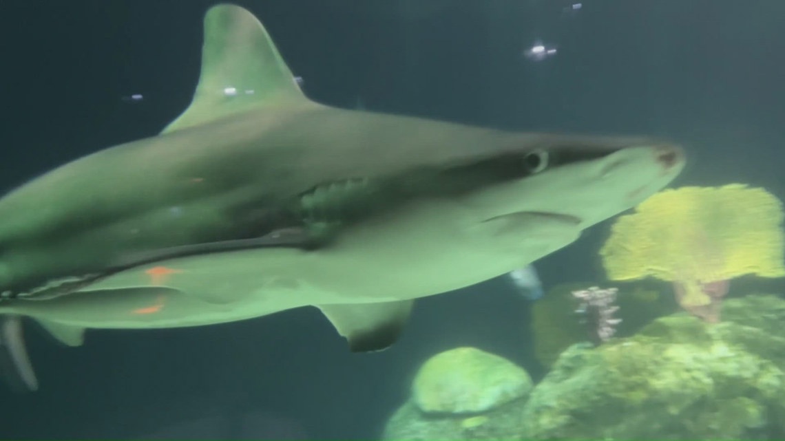 Greensboro Science Center takes a bite out of shark myths during Shark Week