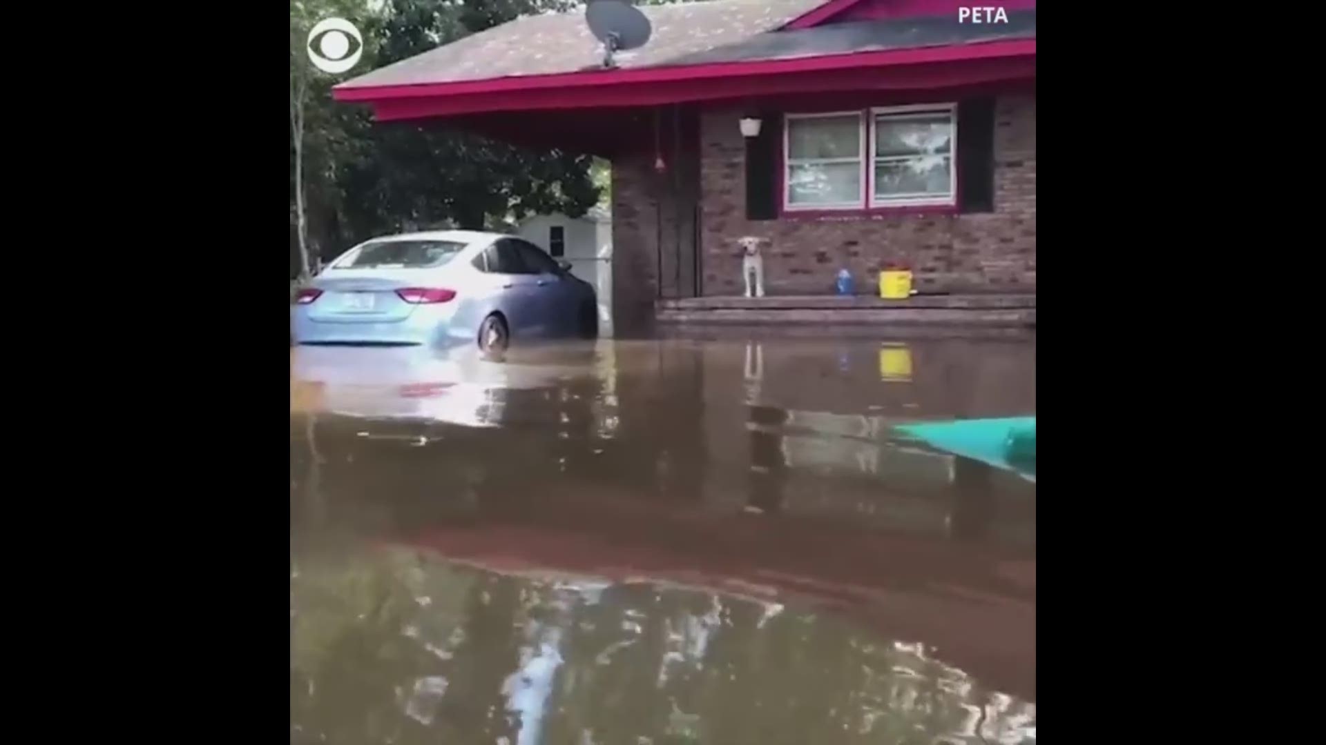 An abandoned dog anxiously paces across a porch surrounded by Florence's floodwaters and when someone finally arrives to rescue him and the reaction is priceless.