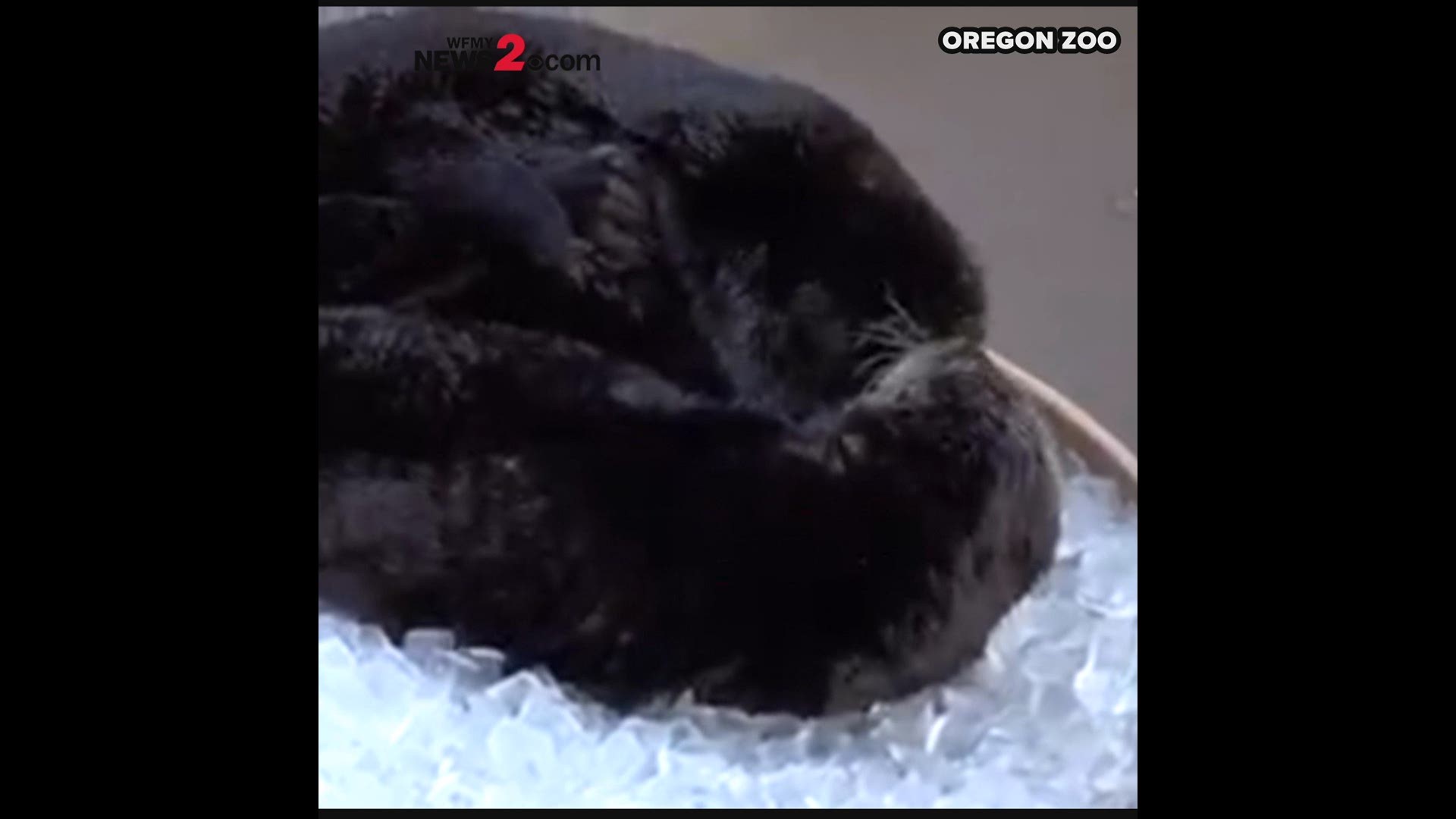 Otters Take Ice Bath To Cool Off