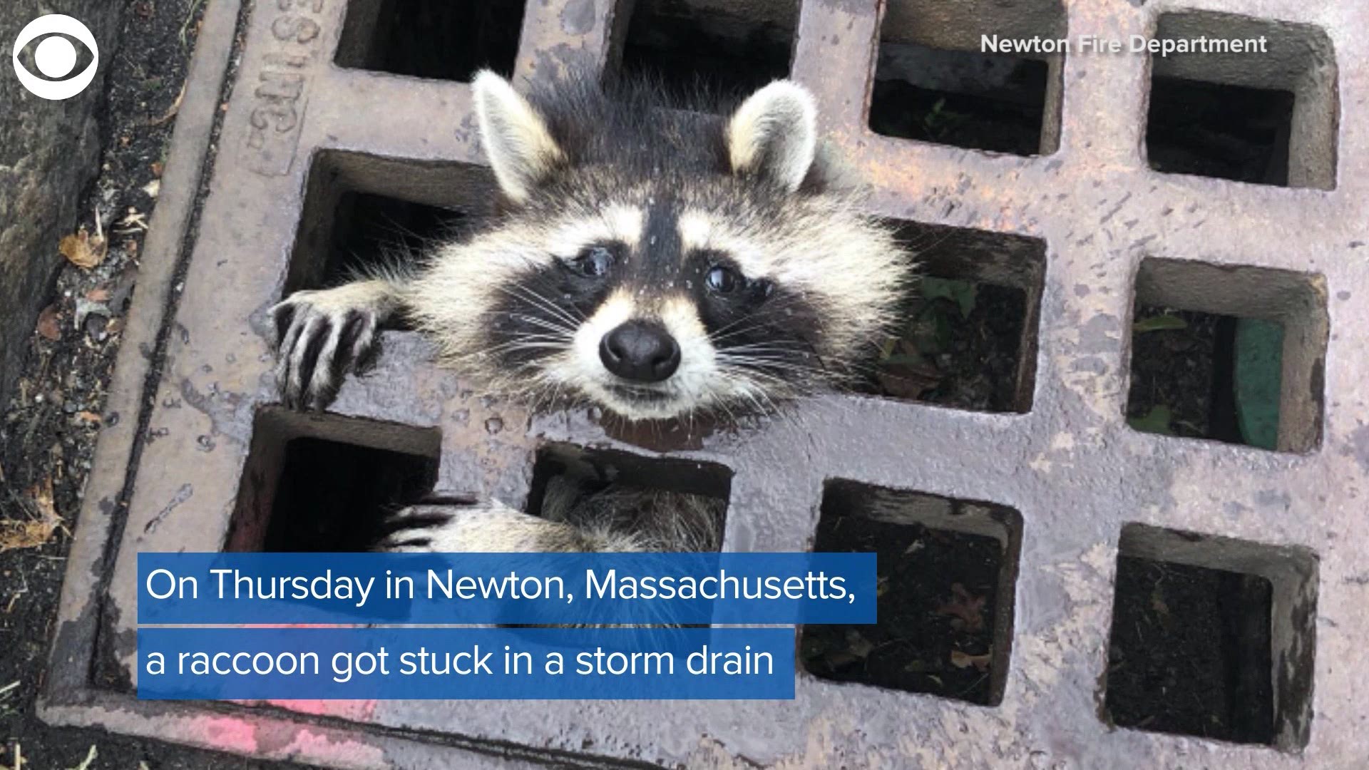 A raccoon found himself stuck in a storm drain on Thursday in Newton, Massachusetts. Firefighters and animal control came to his rescue.