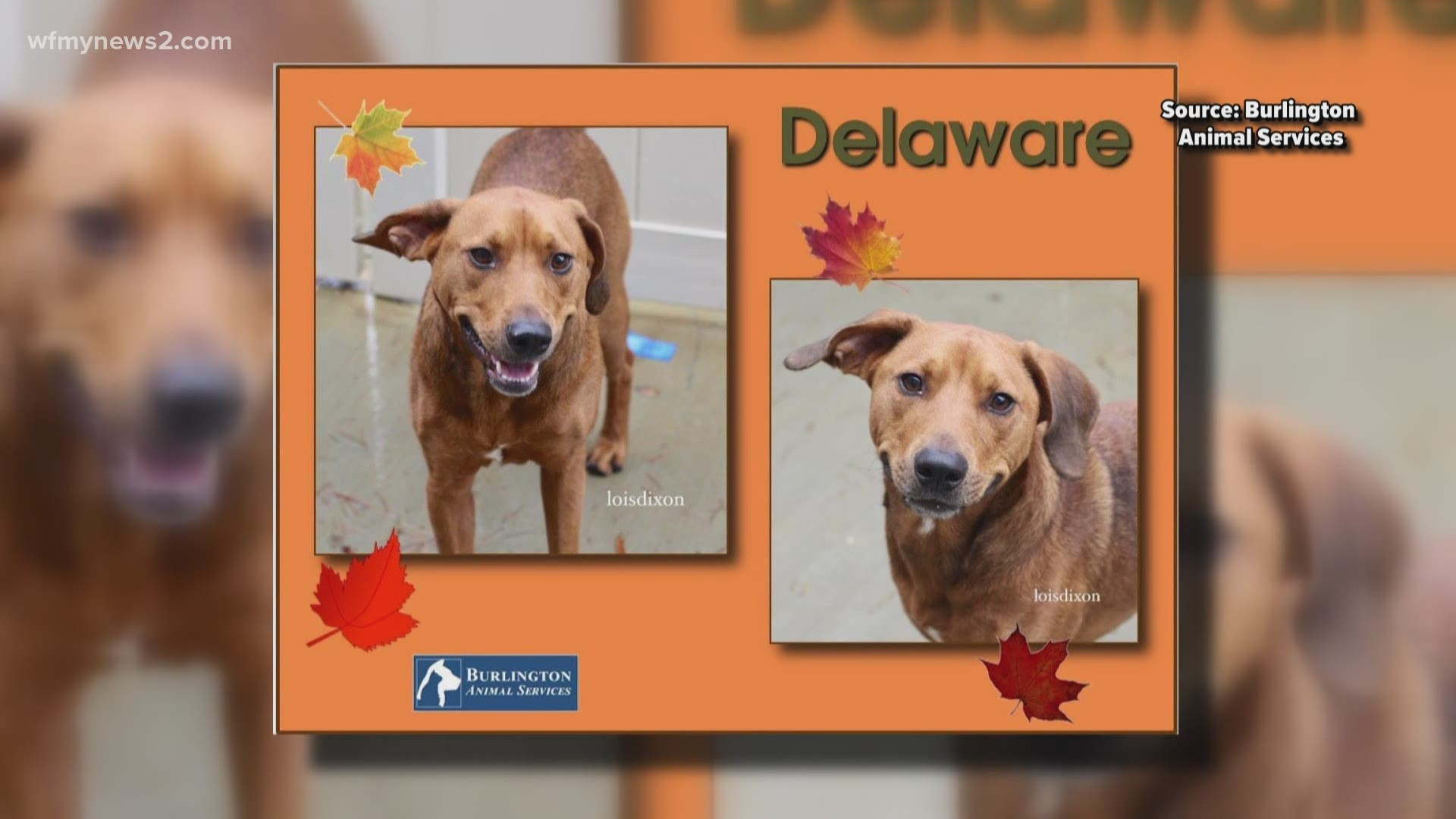 Delaware wants to be the newest family member at your Thanksgiving dinner.