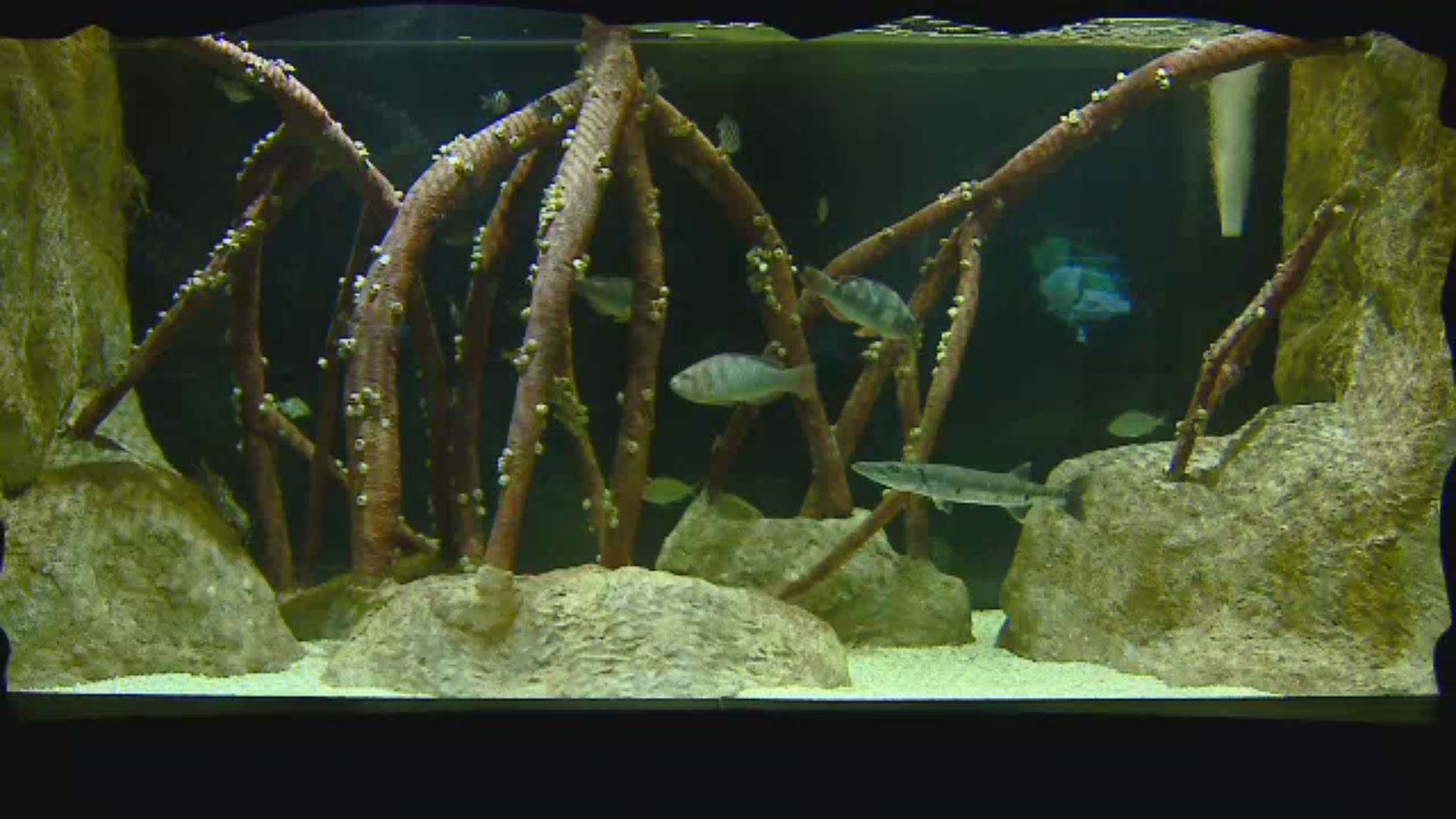 Dive Into The Greensboro Science Center S Aquarium Expansion Wfmynews2 Com