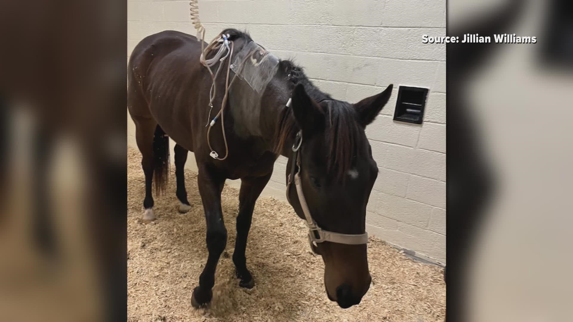 Someone shot Prim the horse with an arrow earlier this month. The sheriff’s office is offering a reward for information.