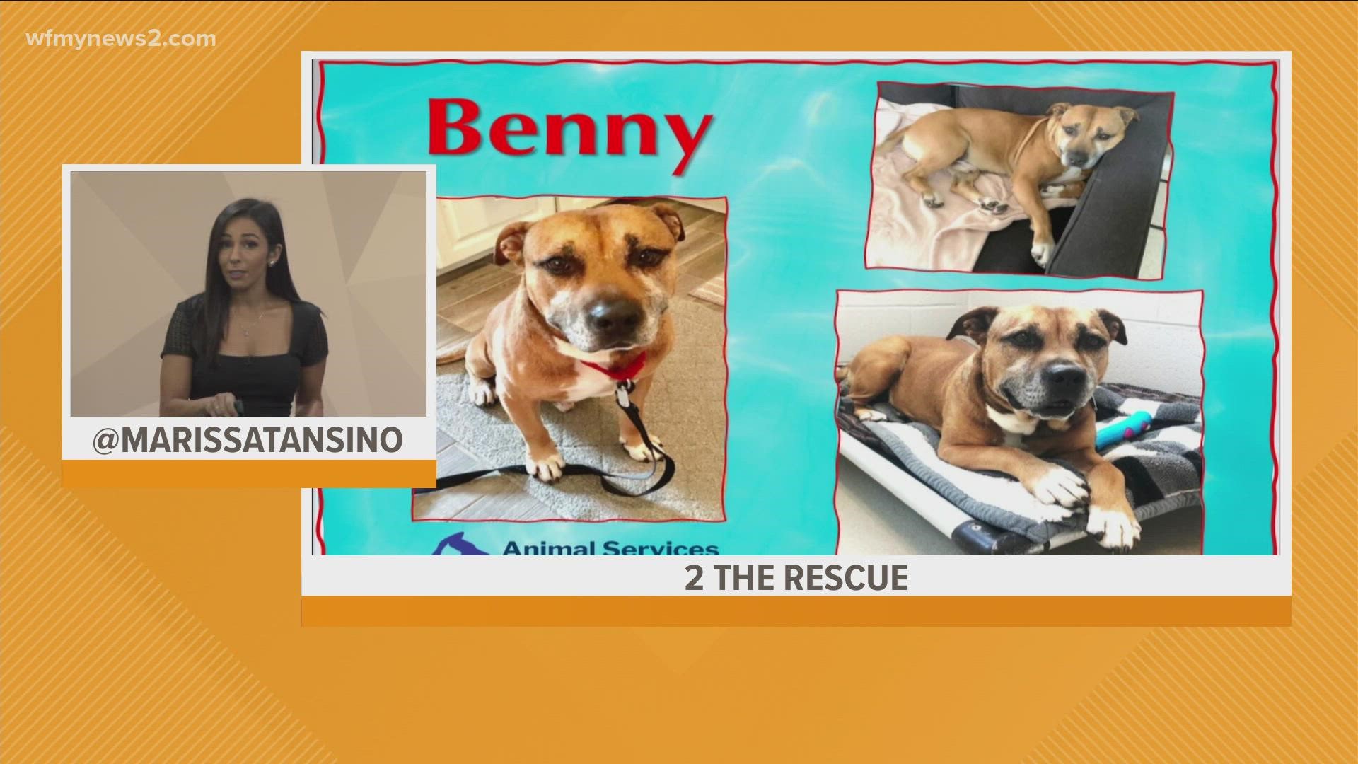 Looking for a pup whose zoomies day are gone? Benny is a Netflix and chill kind of pup!