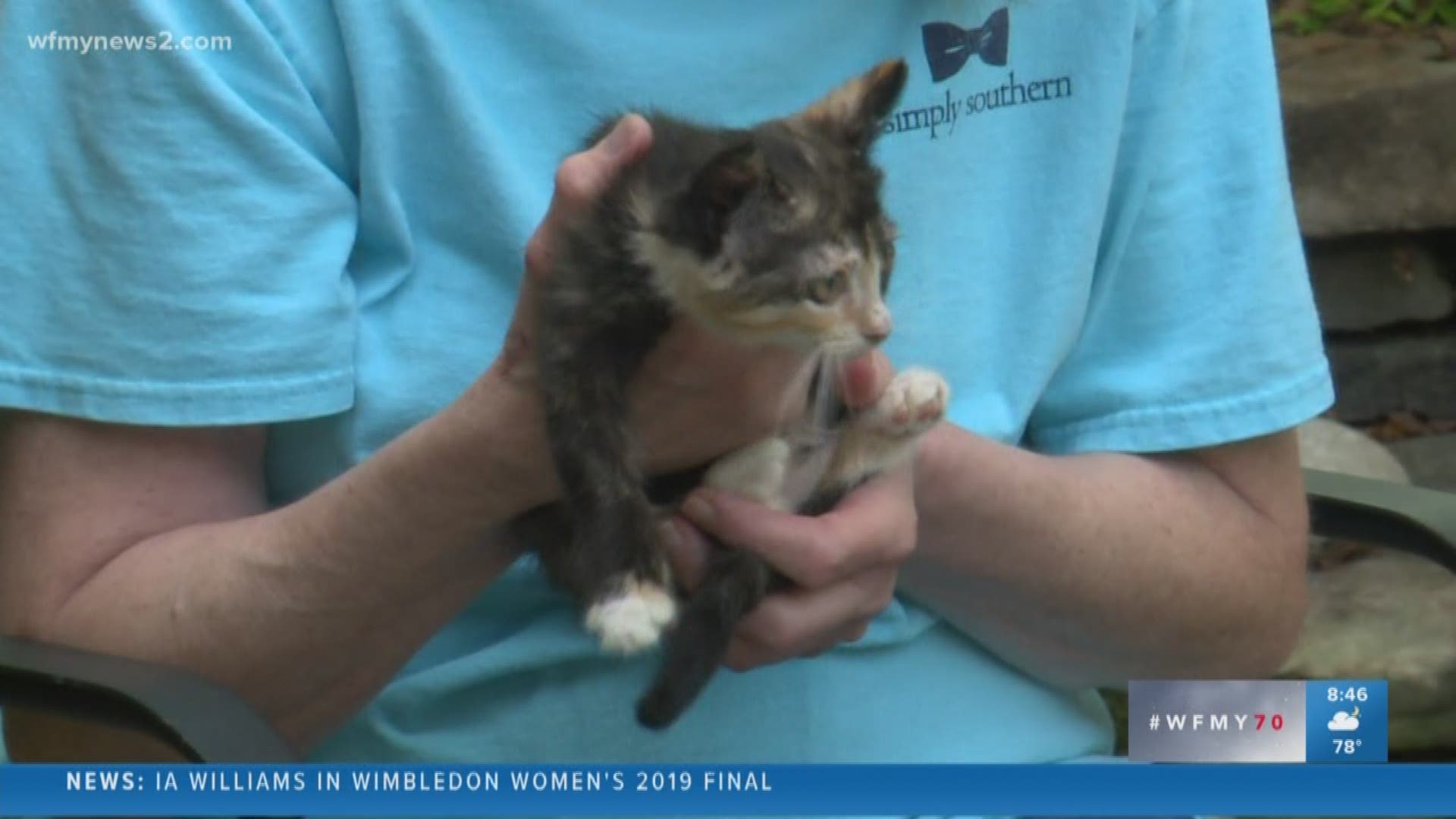 Not one, not two, but three kittens are ready for a loving family. Go see them at the Animal Awareness Society.