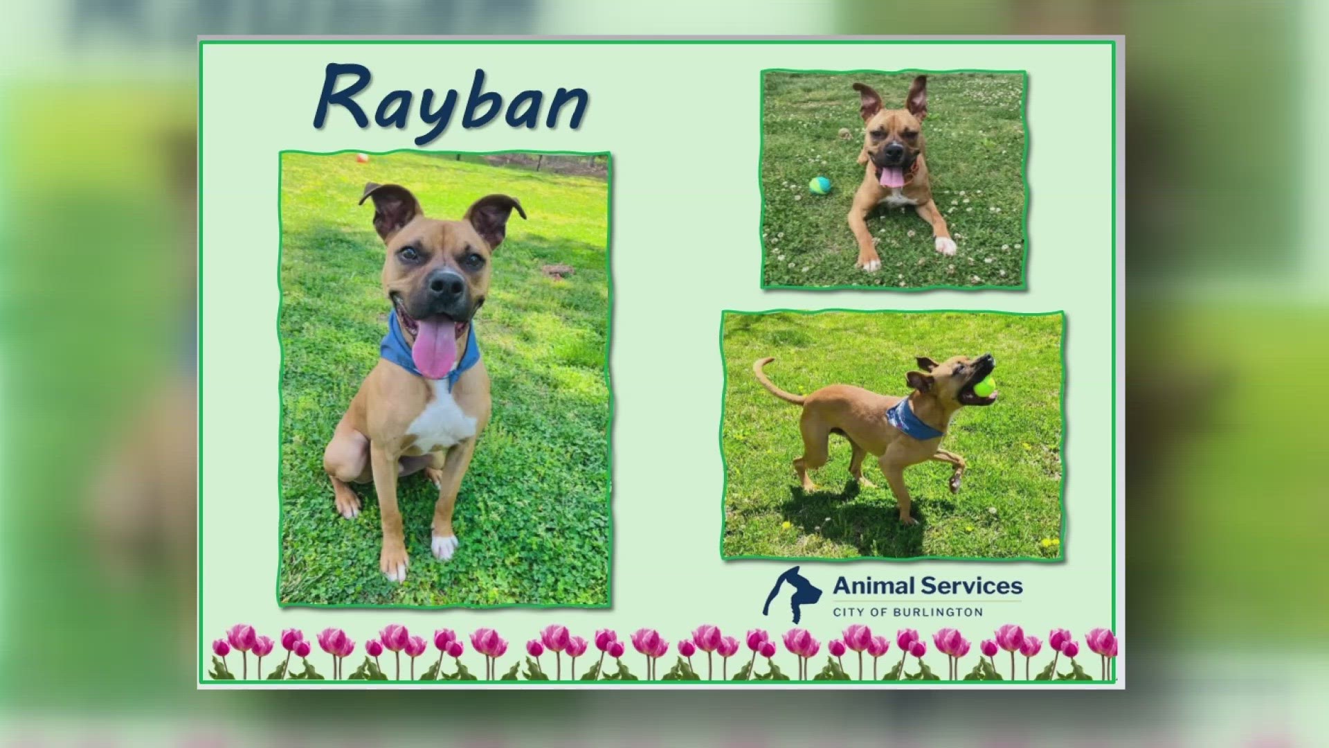 Let’s get Rayban adopted!