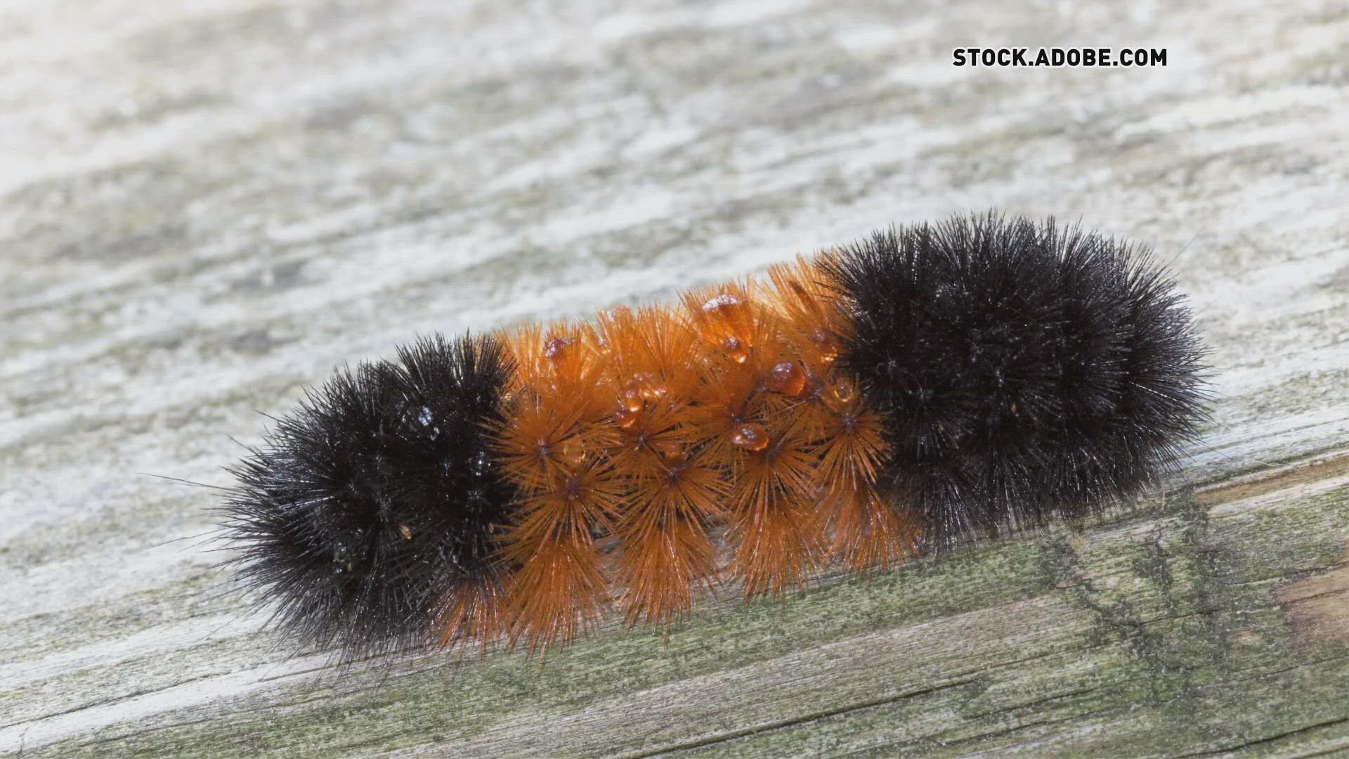 Does the color of a caterpillar tell you how much it will snow? We verify.