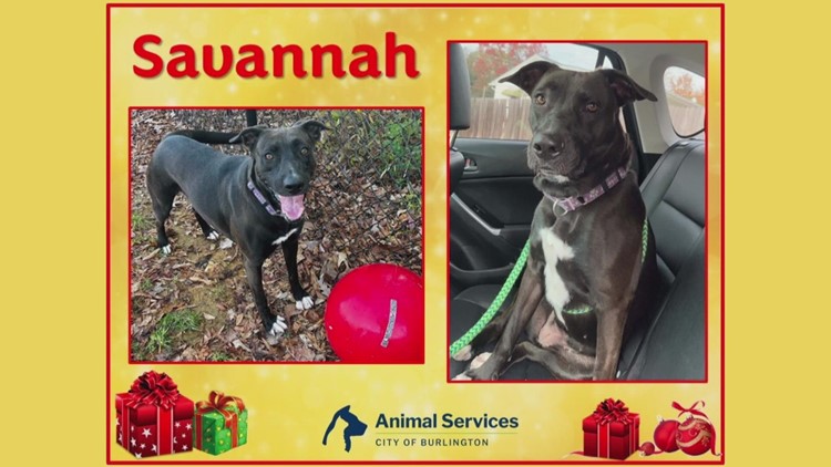 2 The Rescue: Meet Savannah