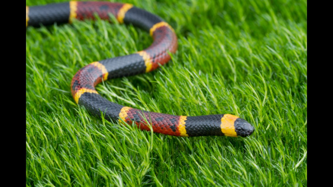 Your Guide To The Six Venomous Snakes In The Carolinas | Wfmynews2.com