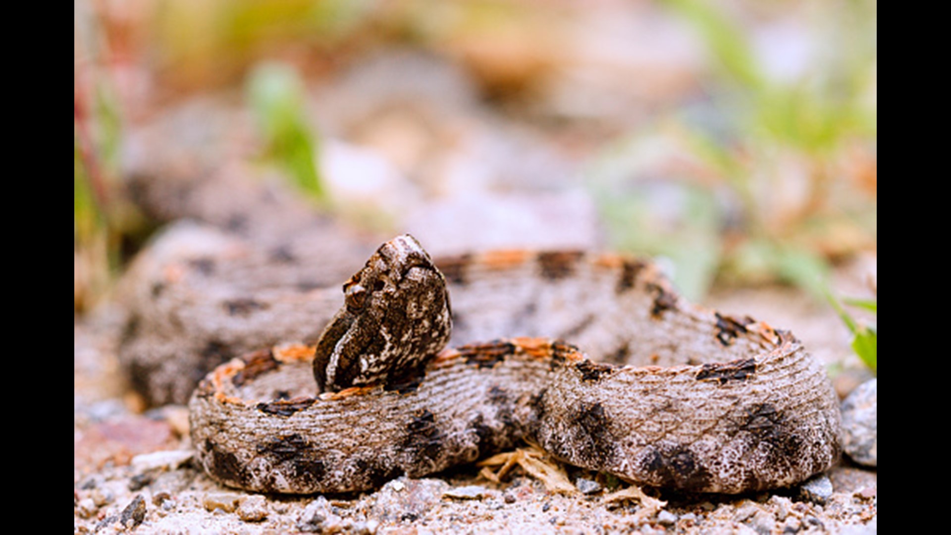 Your Guide To The Six Venomous Snakes In The Carolinas | Wfmynews2.com